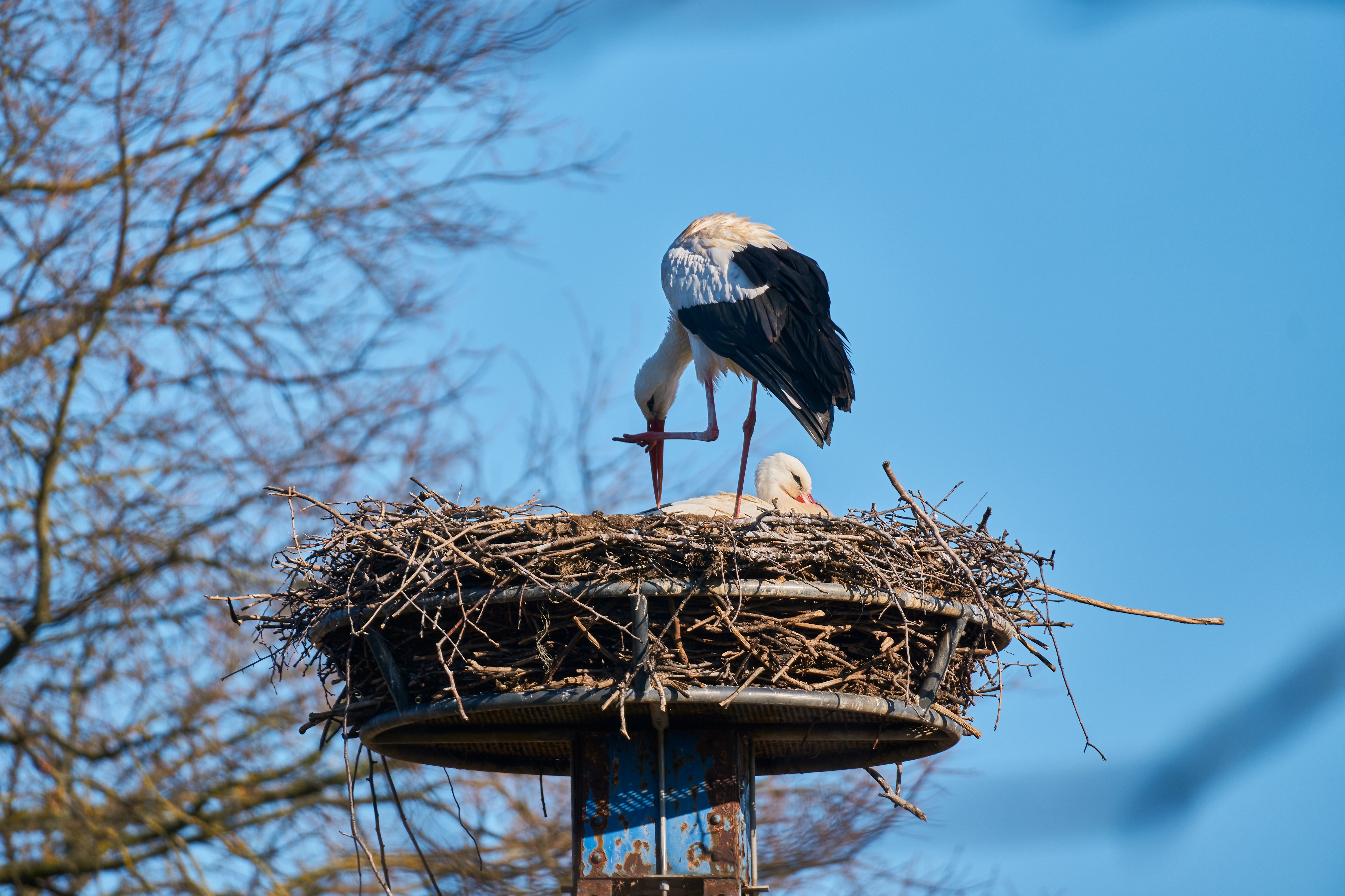 Two storks in a nest HD Wallpaper