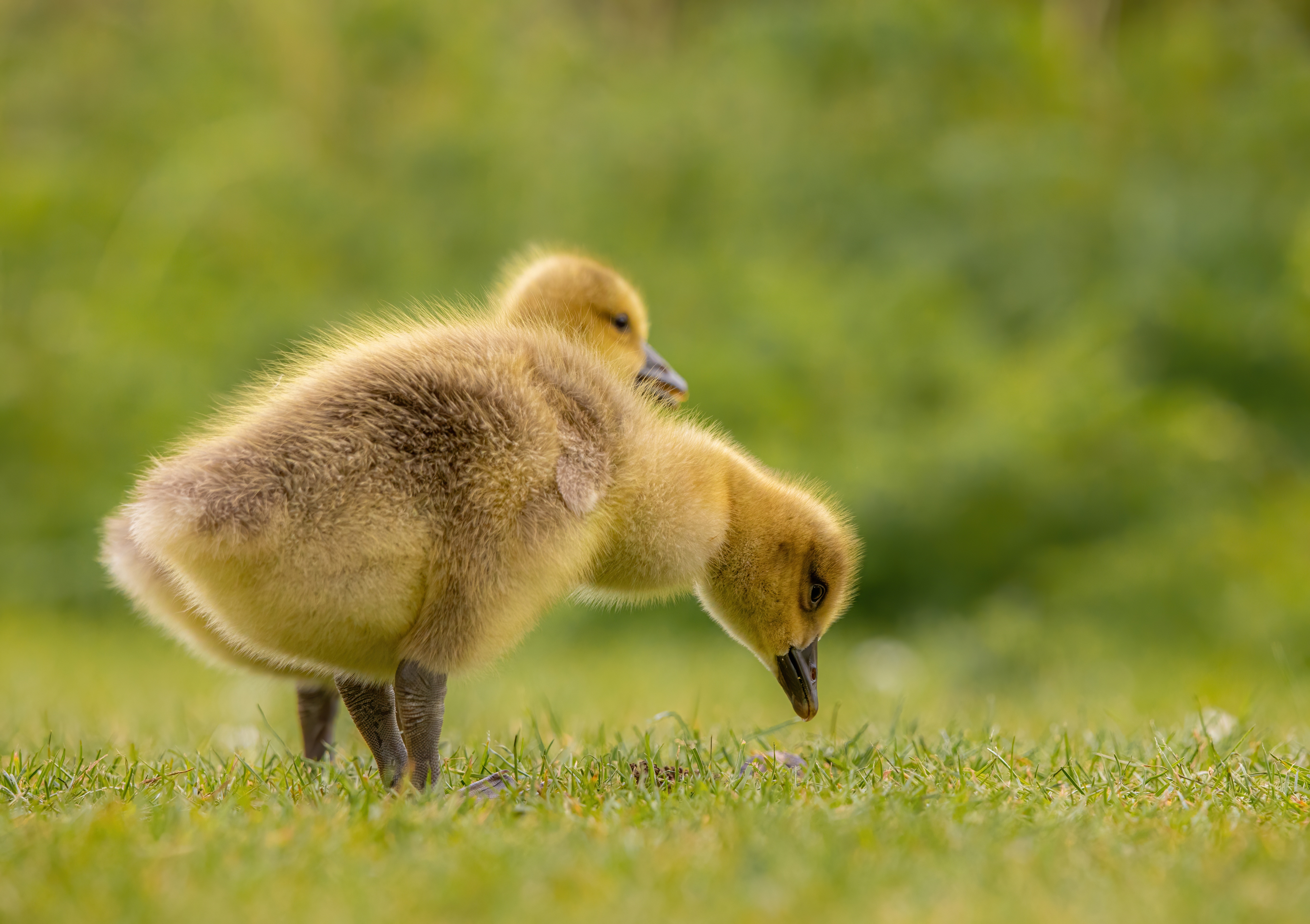 Two Geese Nestlings on Grass HD Wallpaper
