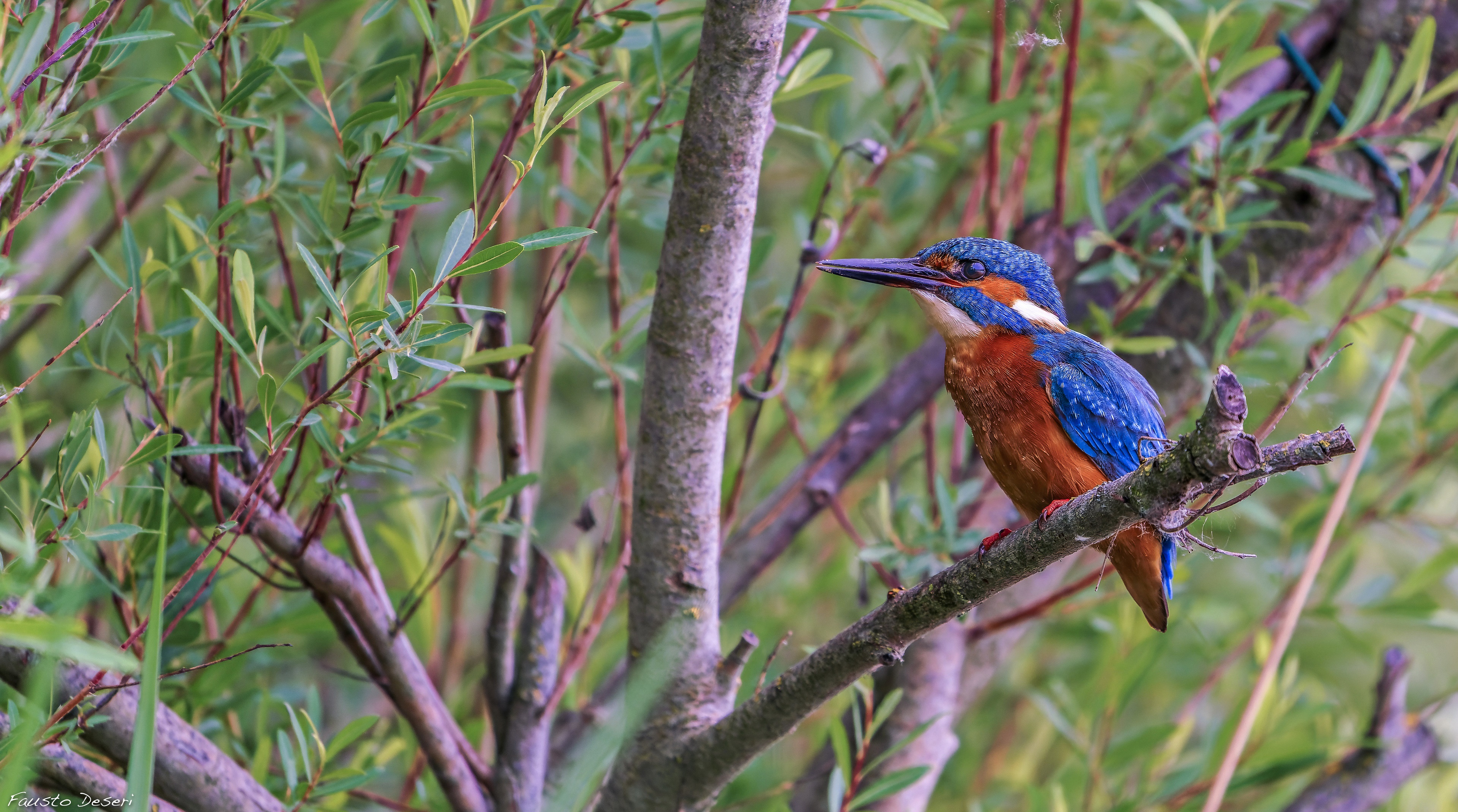 4K Common Kingfisher on Branches HD Wallpaper