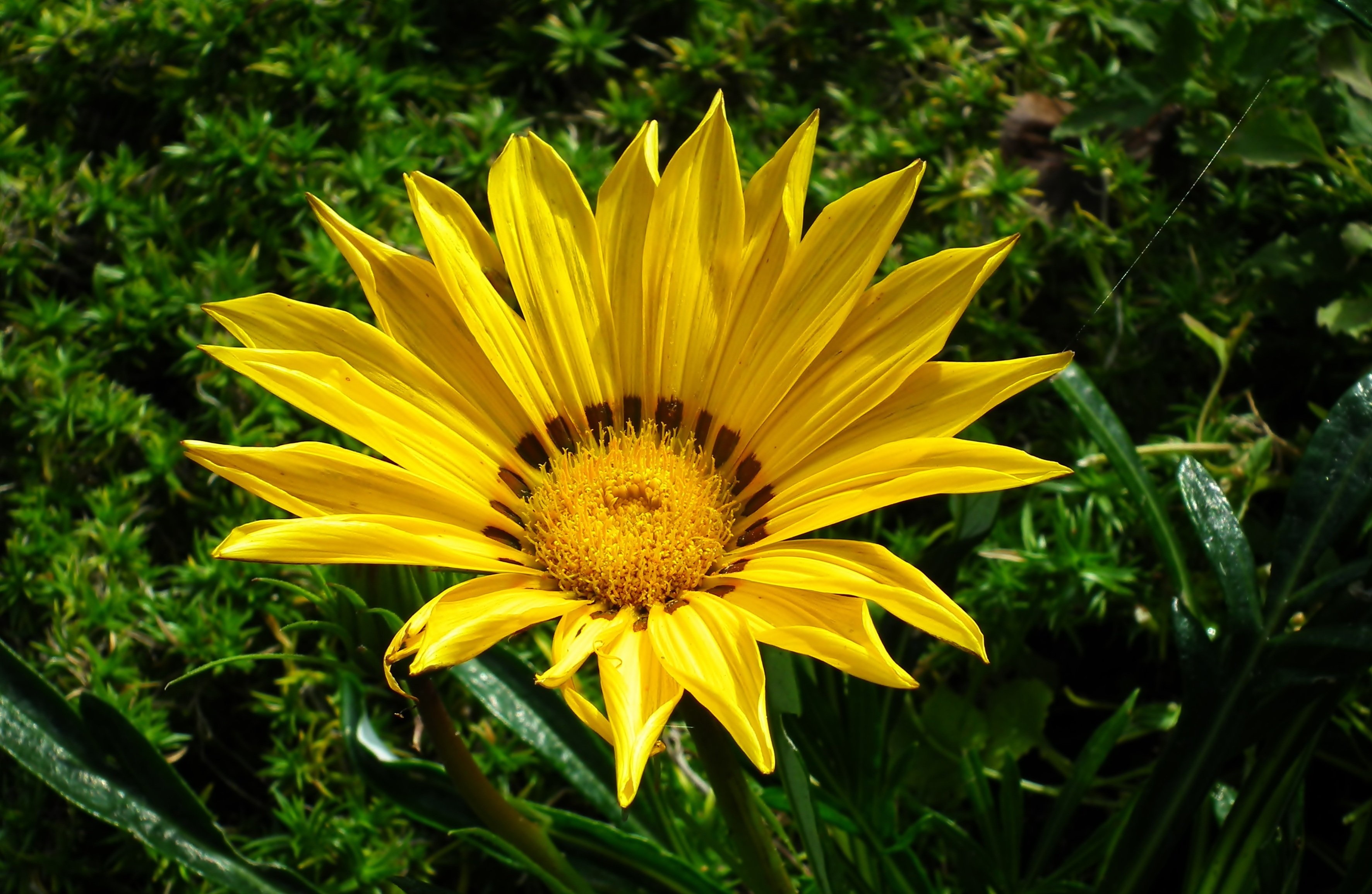 Yellow Gazania flower closeup HD Wallpaper