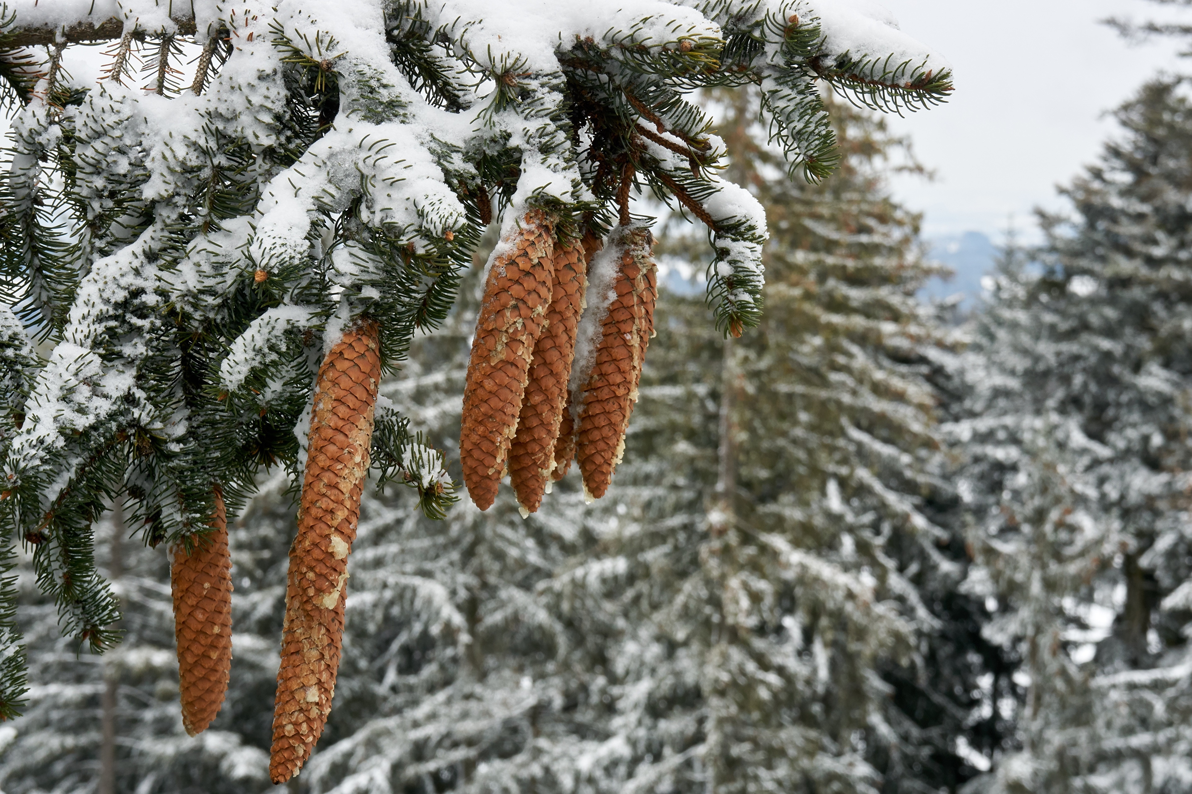 Pine cones on a snow-covered spruce branch HD Wallpaper