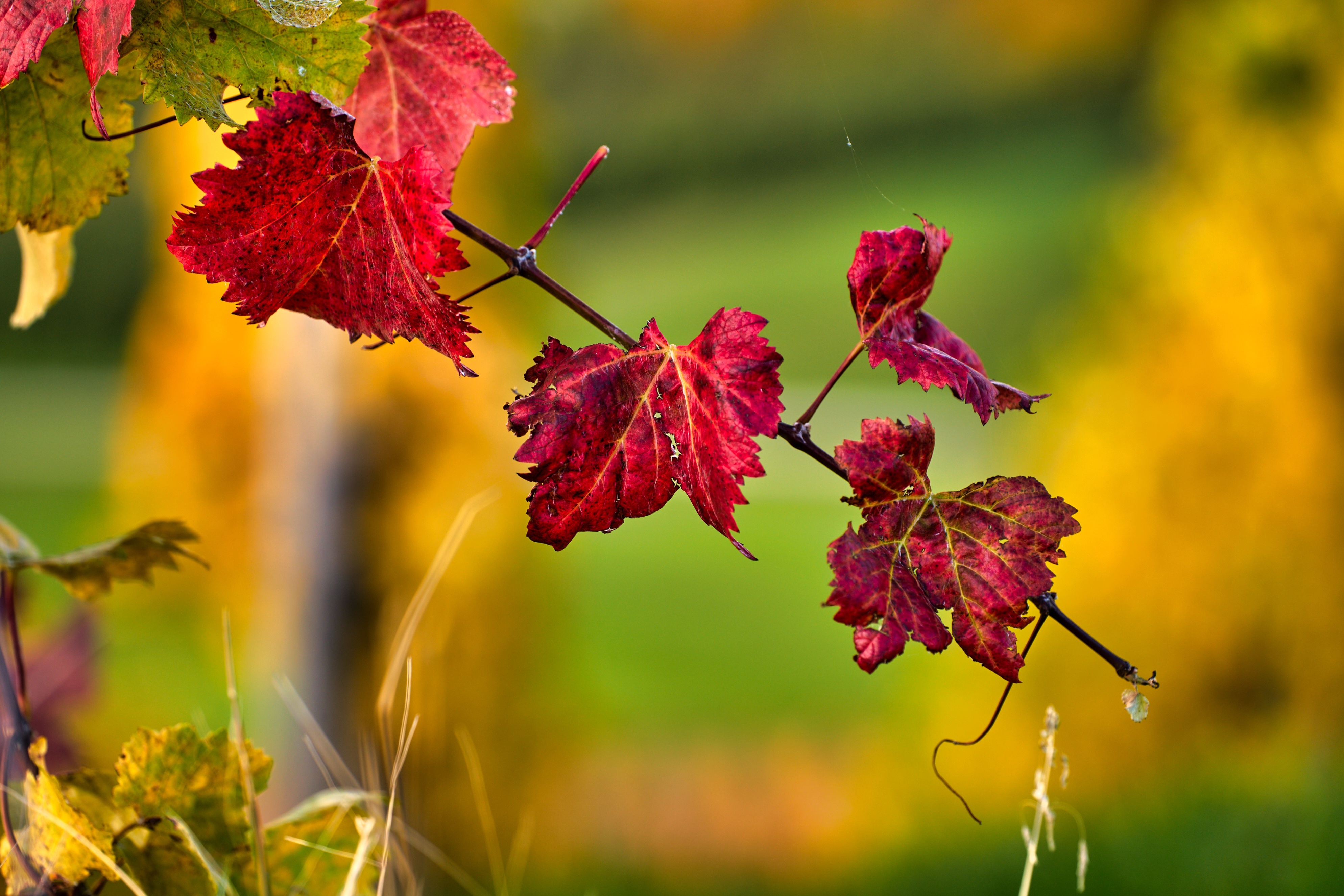 Autumn Red Leaves on Branches HD Wallpaper