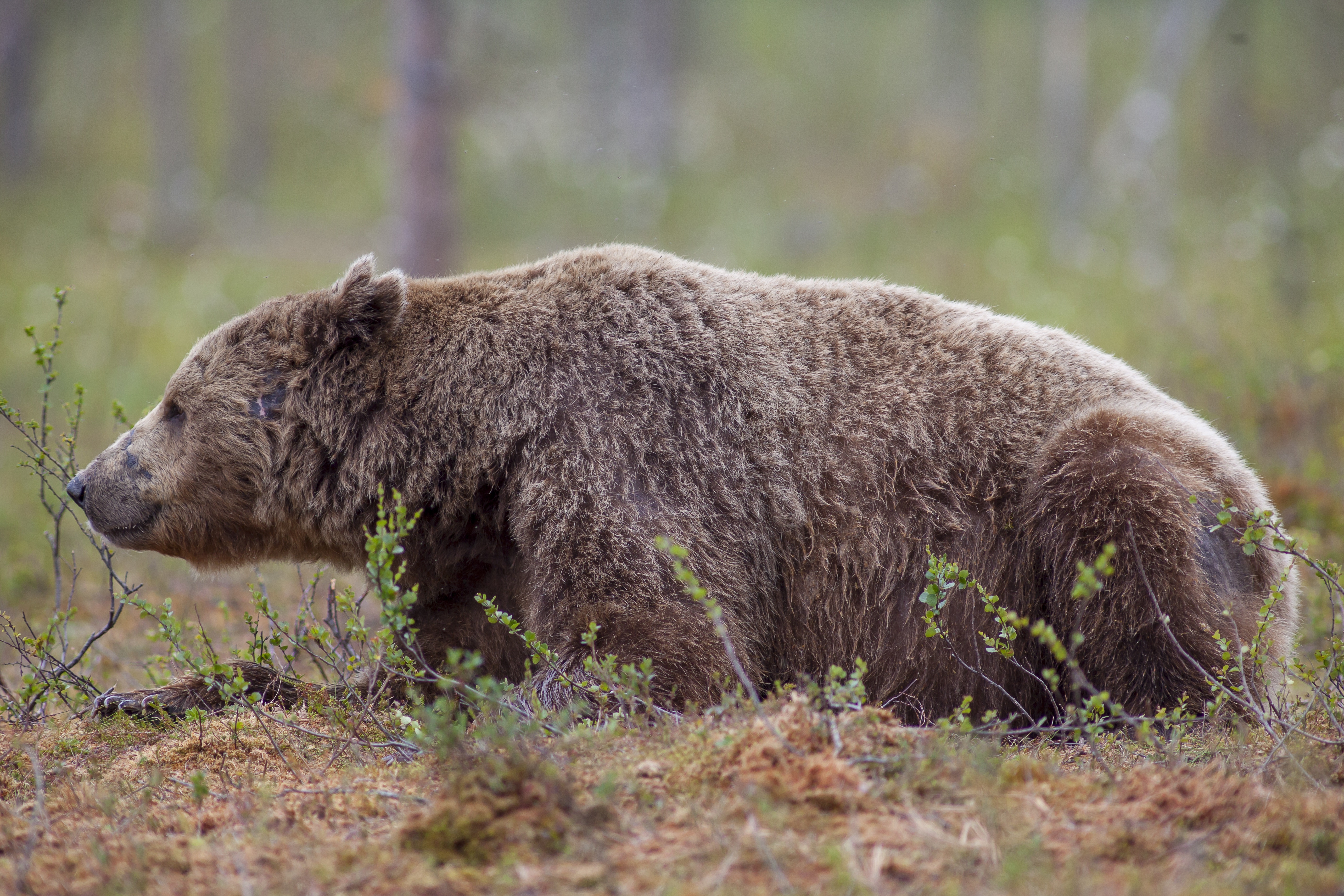 Brown bear lying down in a forest HD Wallpaper