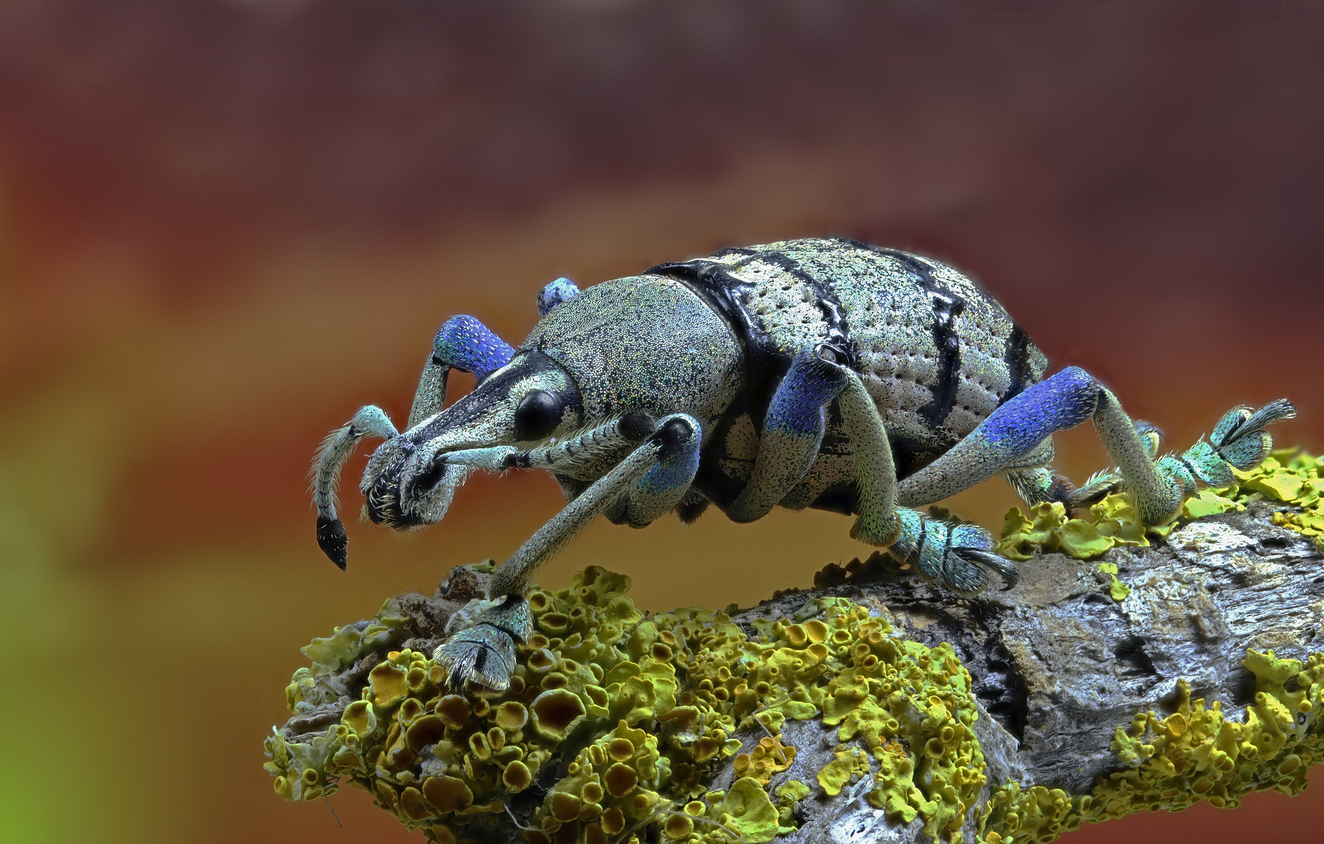 Macro shot of a colorful weevil on a lichen-covered branch HD Wallpaper