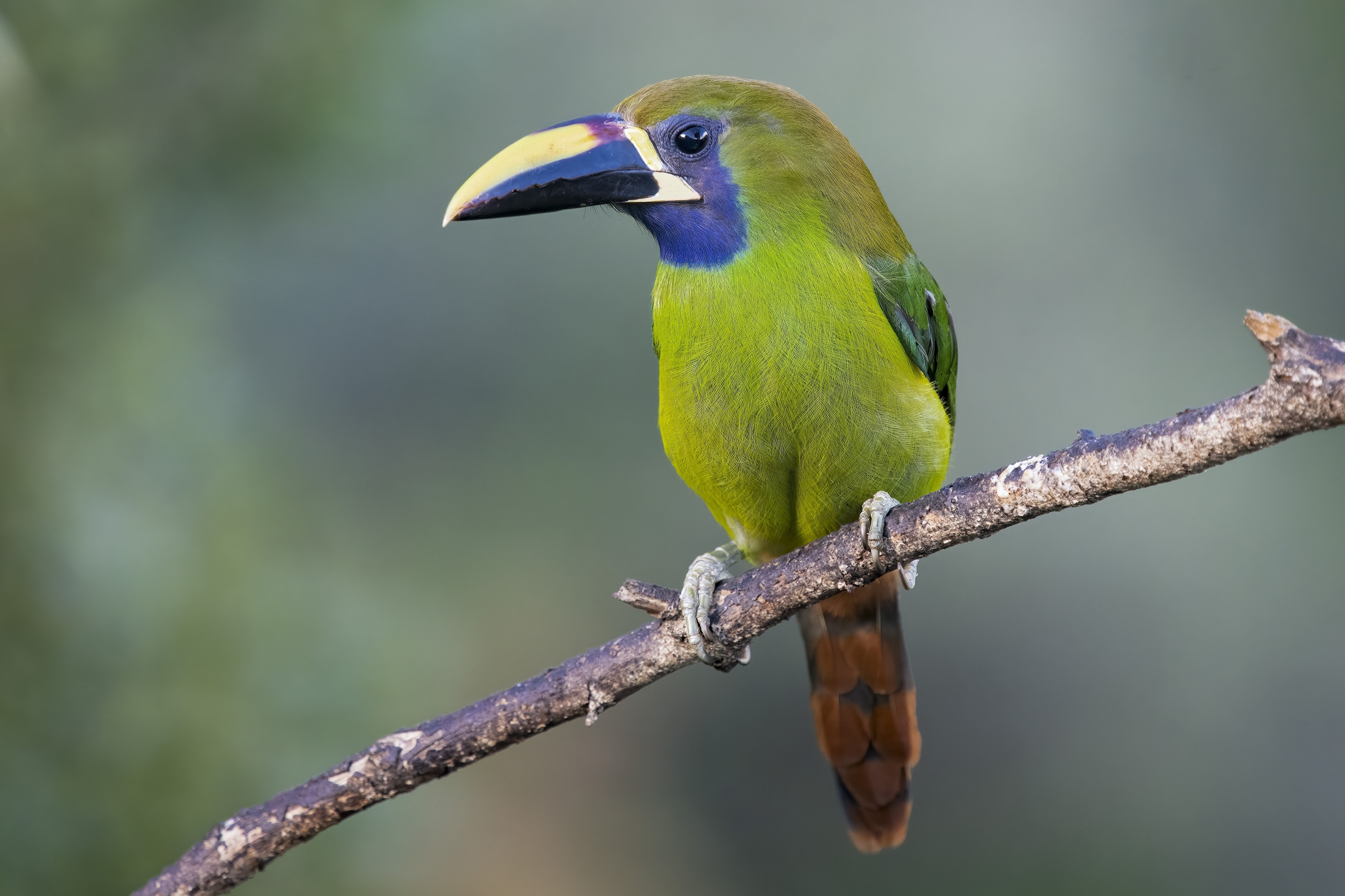 Emerald Toucanet Bird on Branch HD Wallpaper