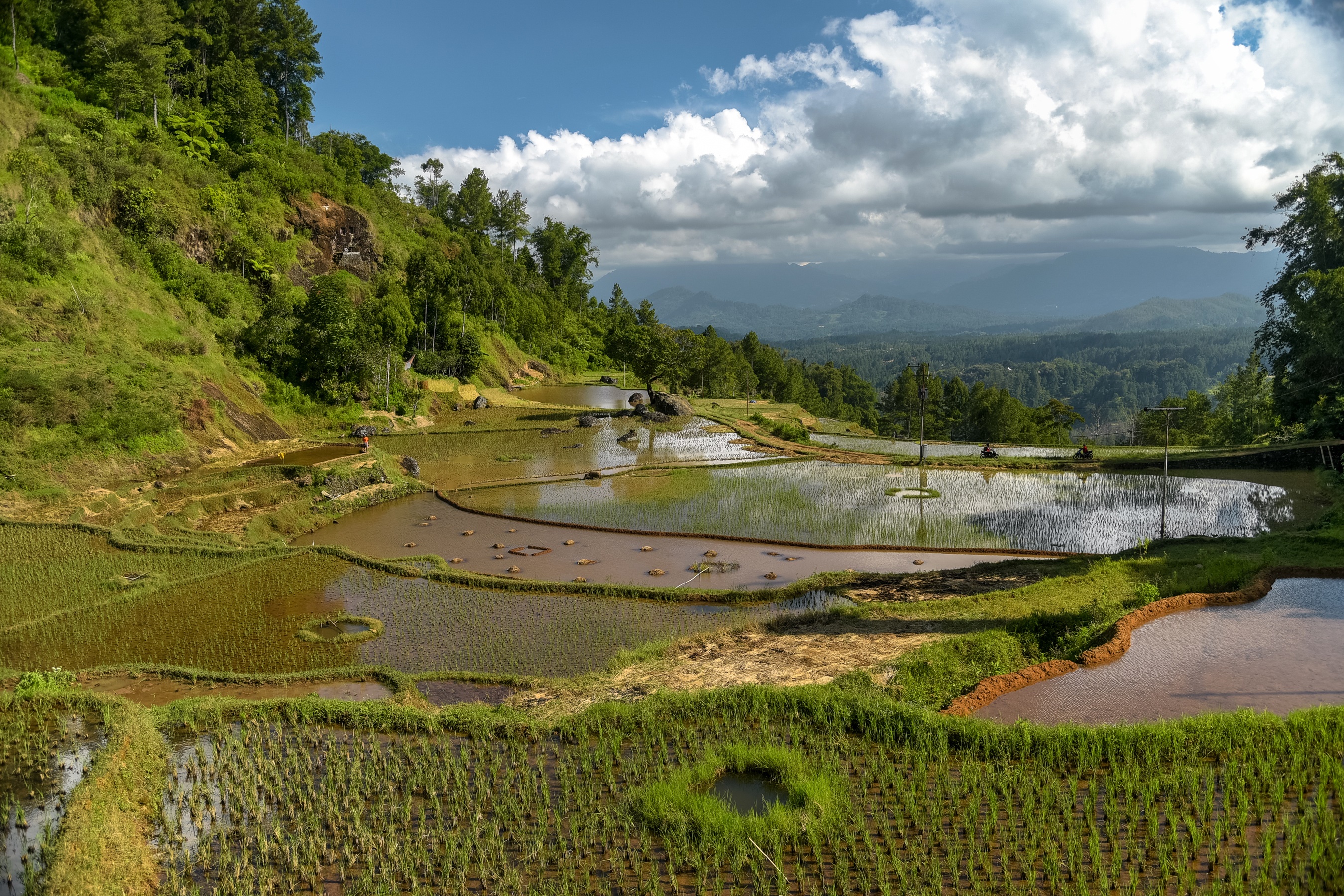 Terraced rice fields in Sulawesi, Indonesia HD Wallpaper