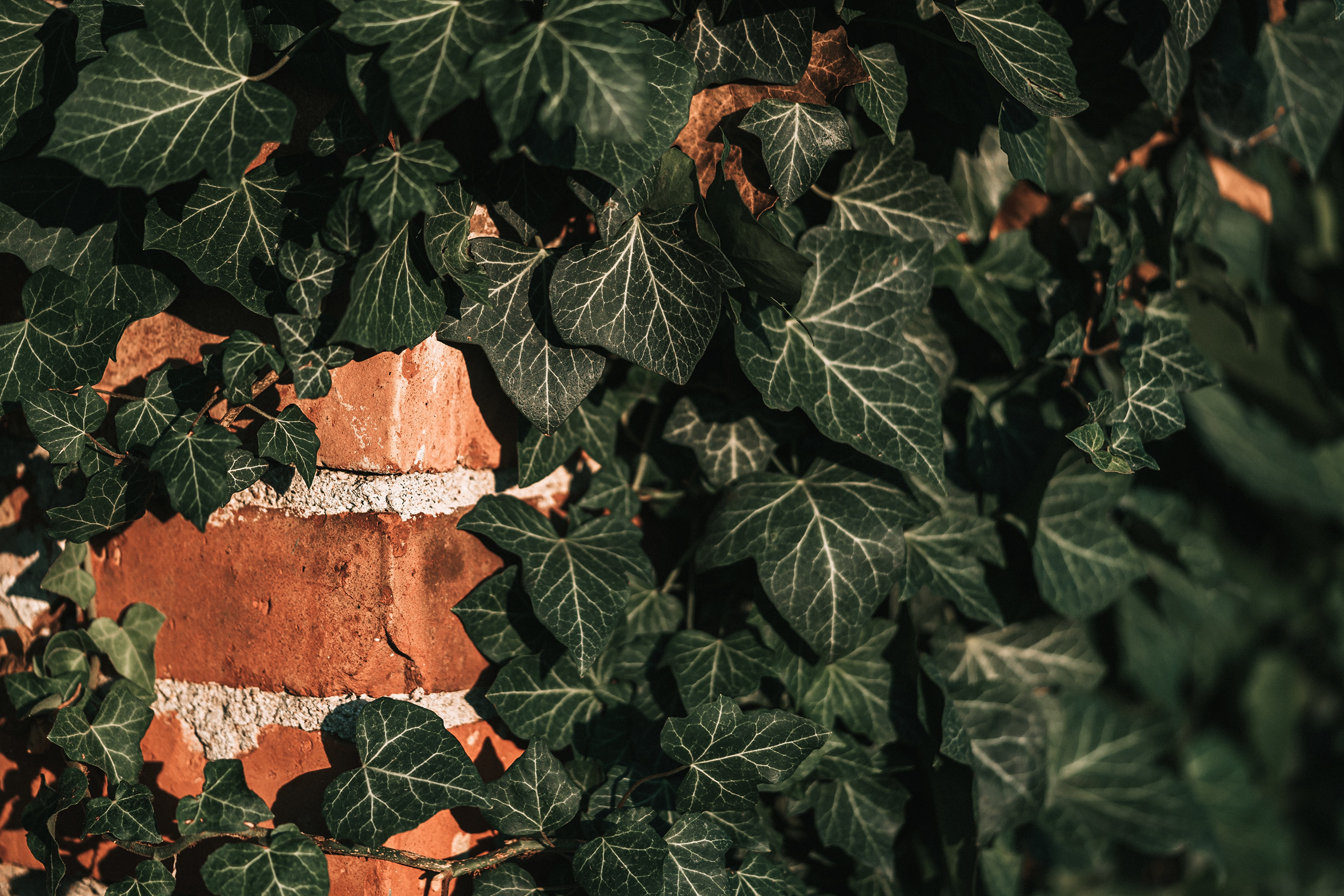 Ivy on a brick wall HD Wallpaper