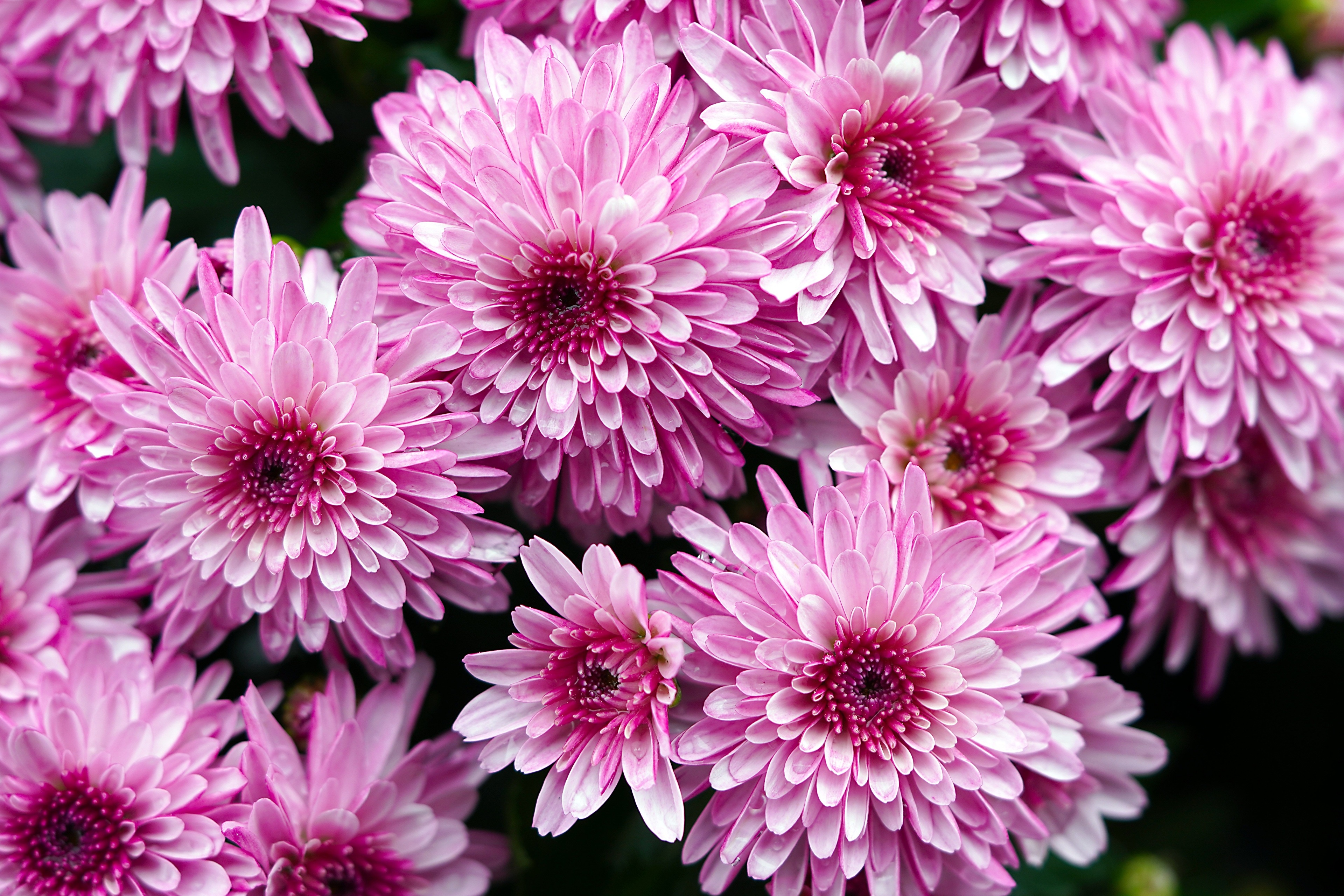 4K Pink Chrysanthemums HD Wallpaper