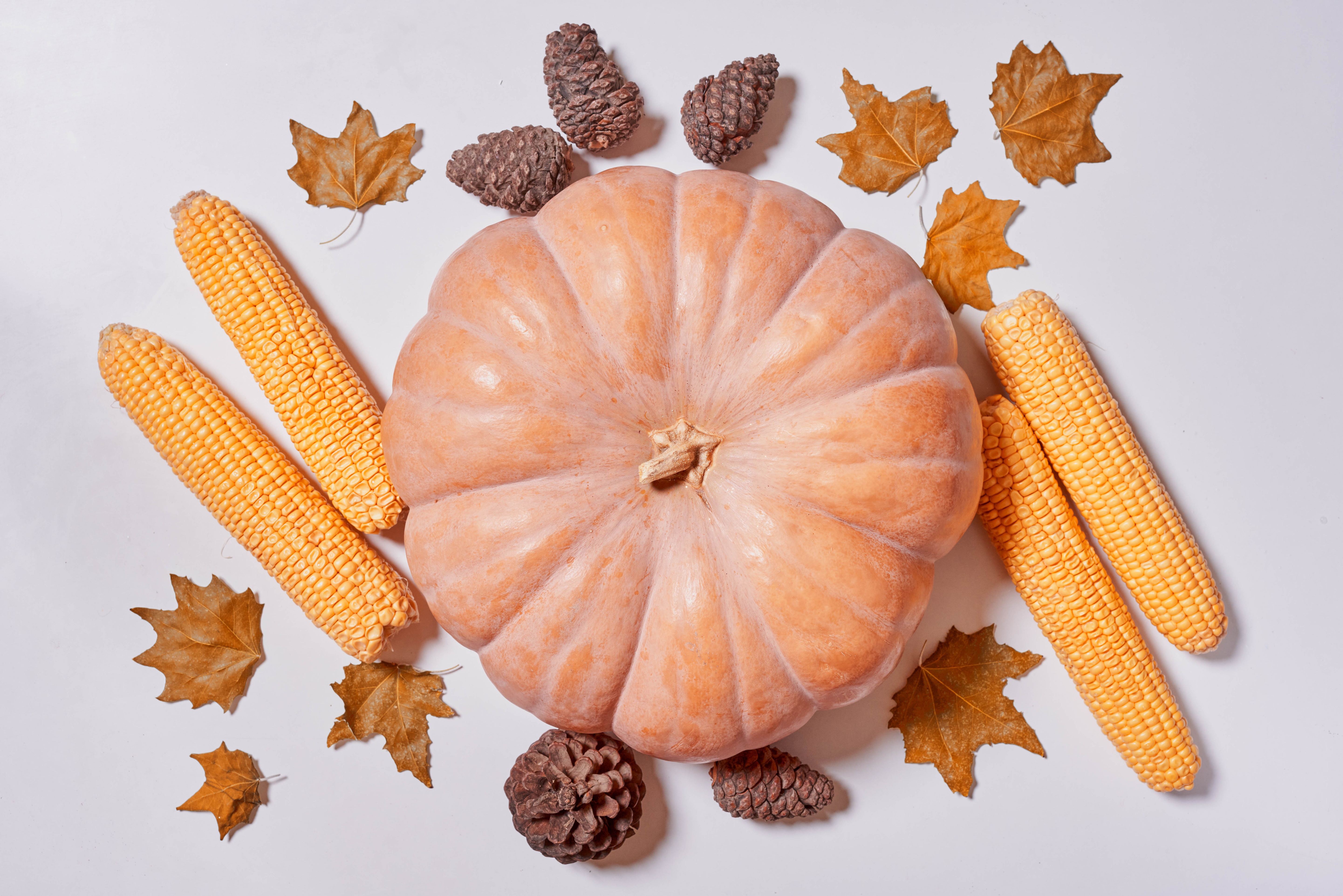 Pumpkin, Corn, Pine Cones, and Autumn Leaves on Gray Background HD Wallpaper