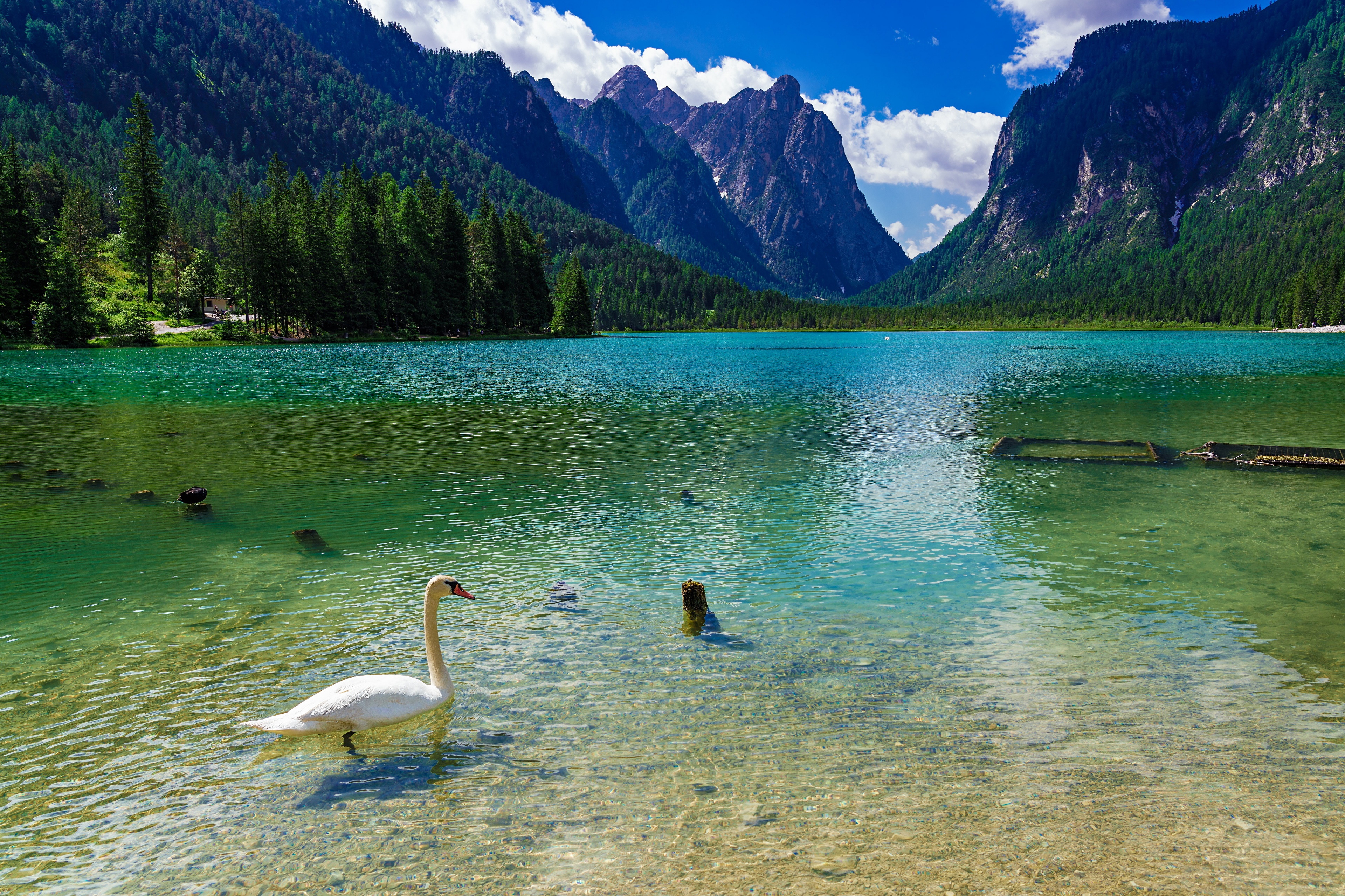 4K Lake Dobbiaco with Swans and Alps in Italy HD Wallpaper