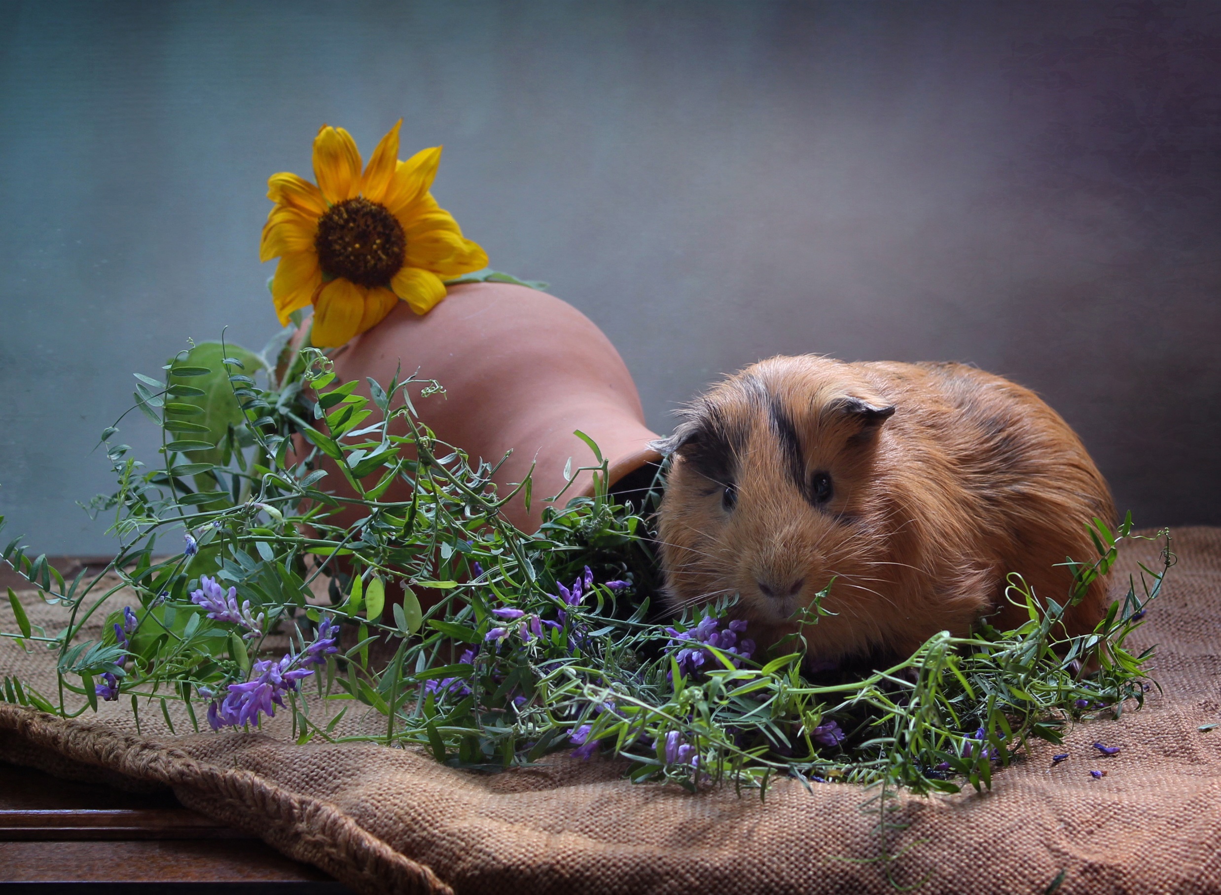Guinea pig with sunflower and greenery HD Wallpaper