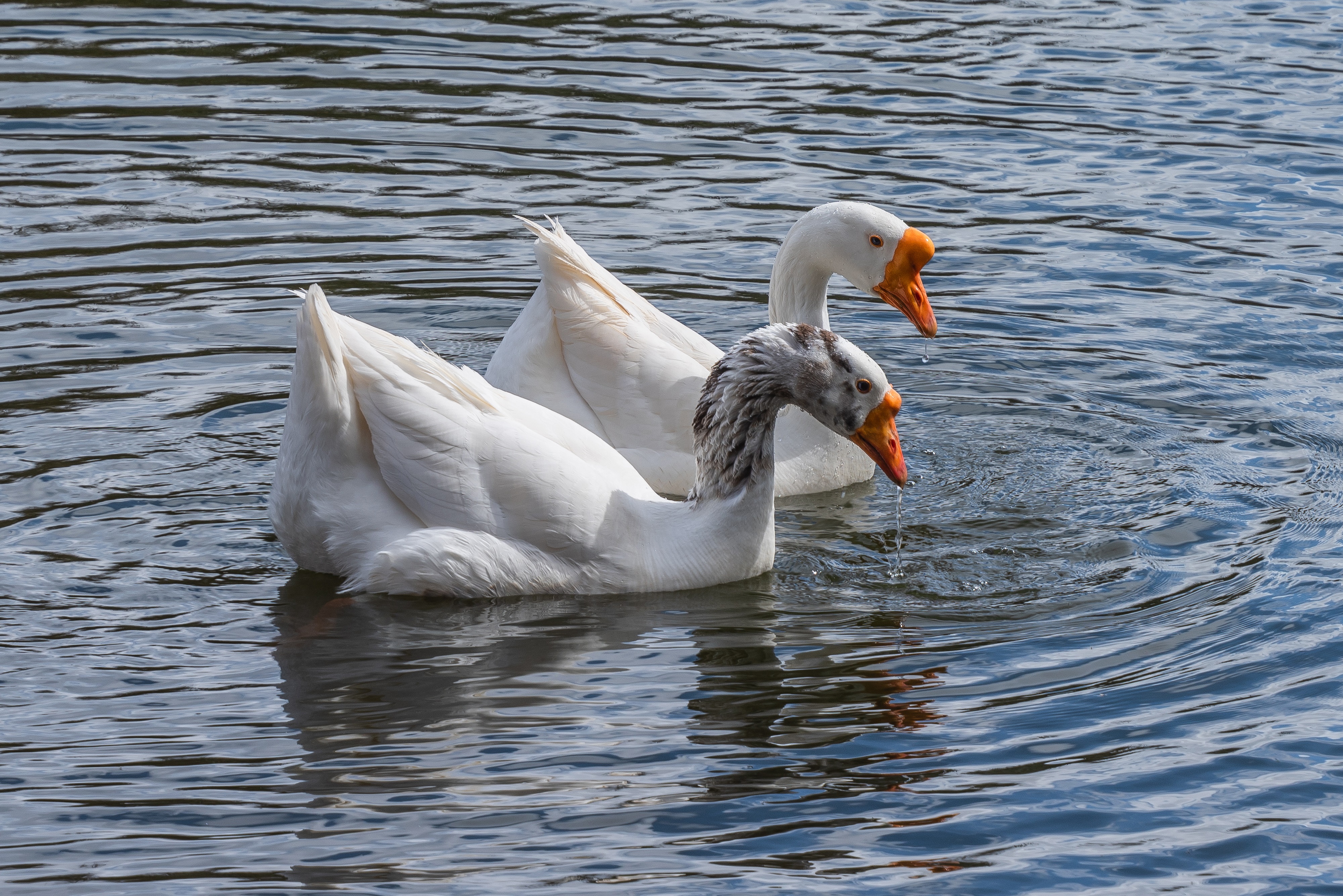 Two Geese Swimming in Water HD Wallpaper