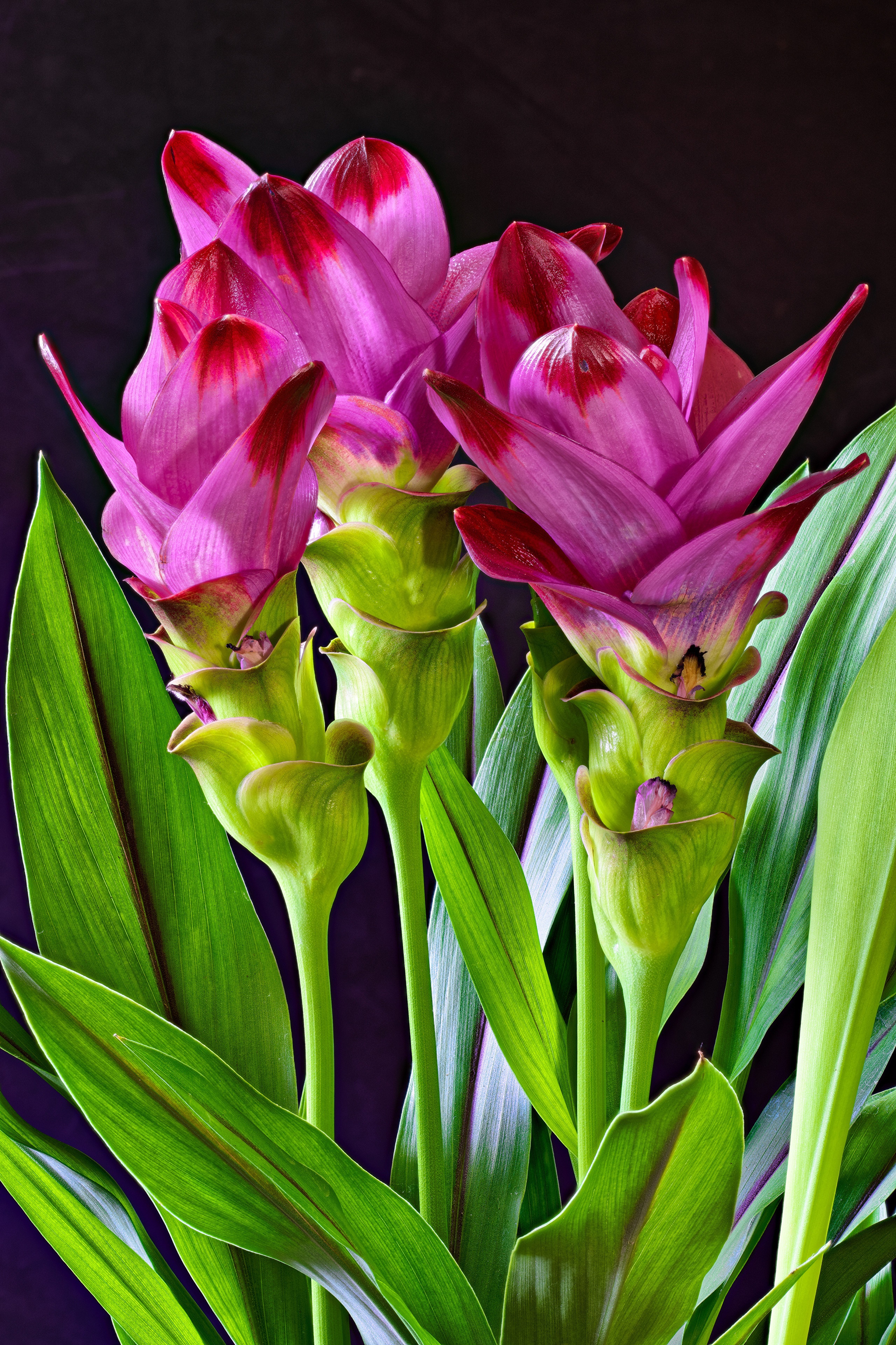 Pink Curcuma flowers with green leaves on black background HD Phone Wallpaper