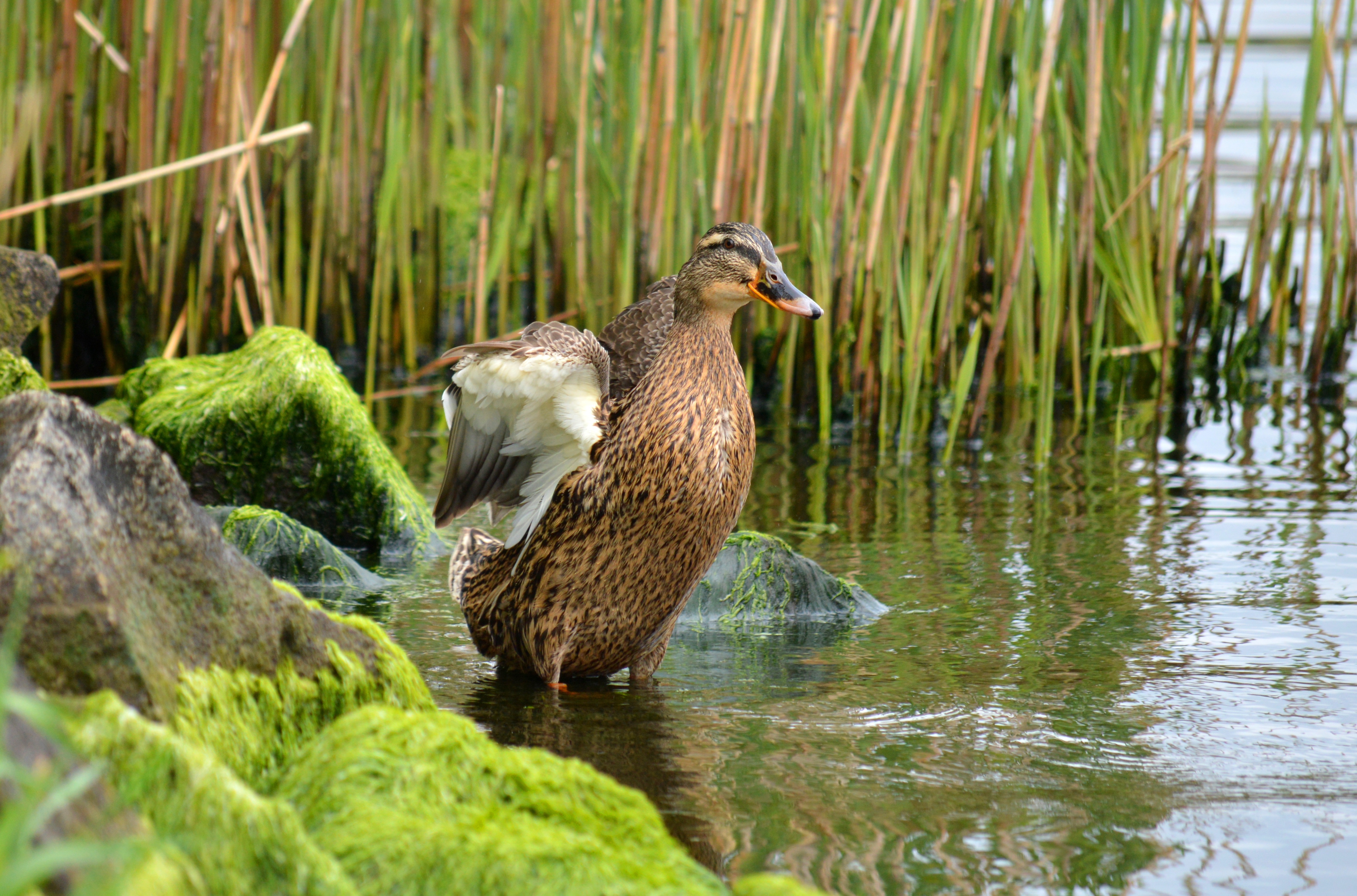 Duck standing in water near mossy stones and reeds HD Wallpaper