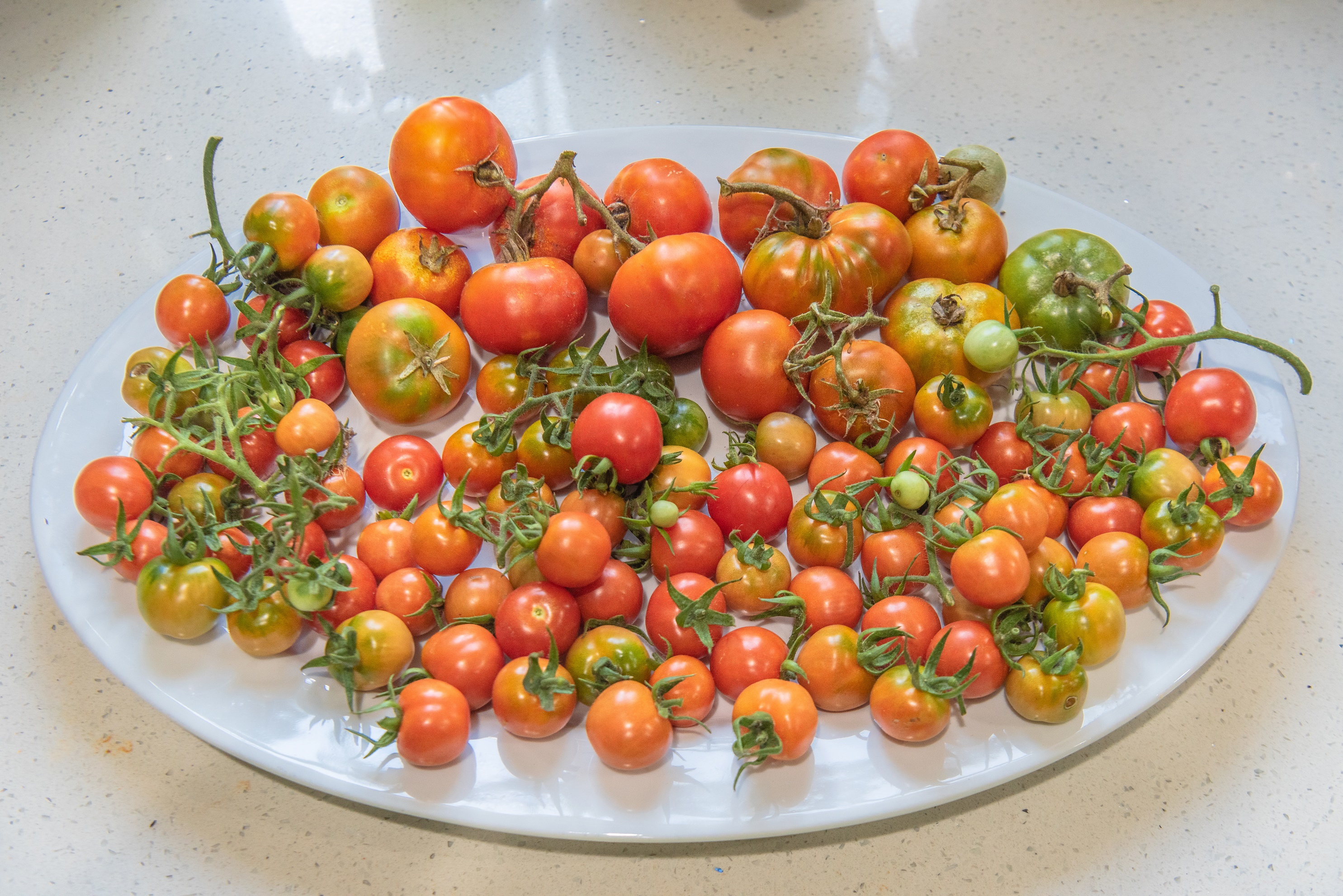 A white plate filled with ripe tomatoes of various sizes and colors. HD Wallpaper