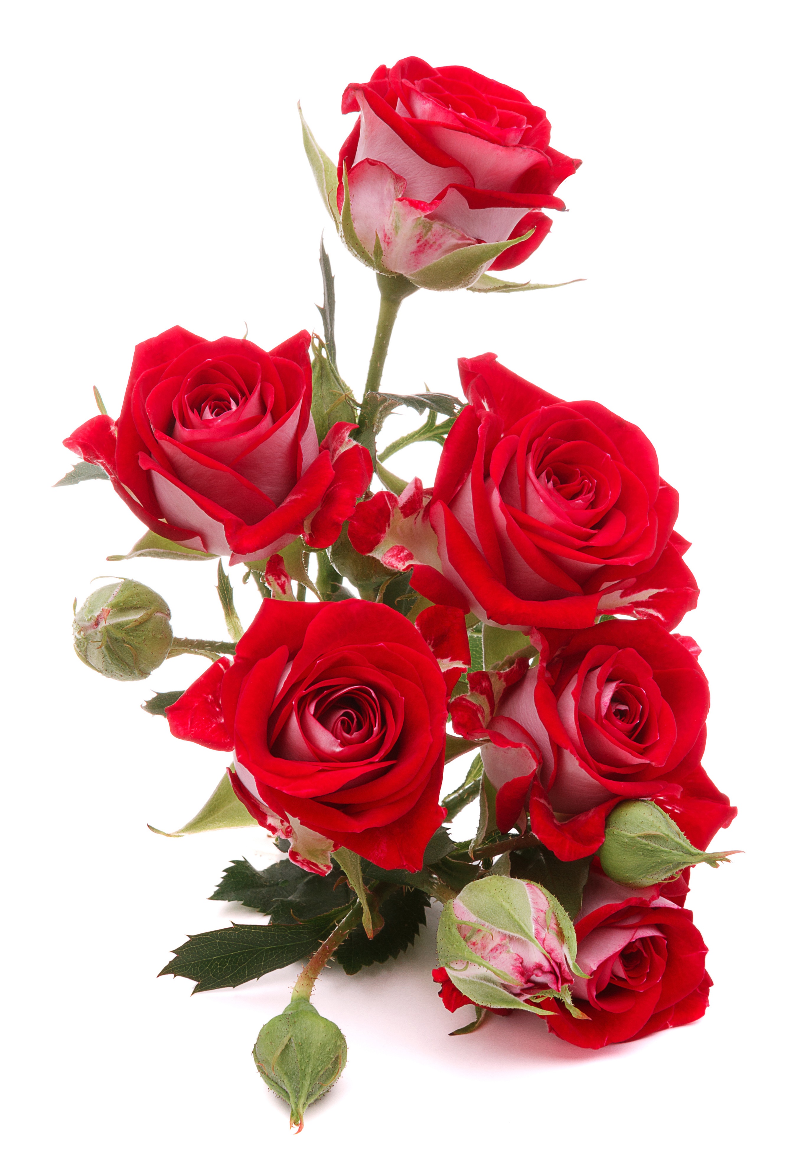 Red and white roses with buds on white background HD Phone Wallpaper