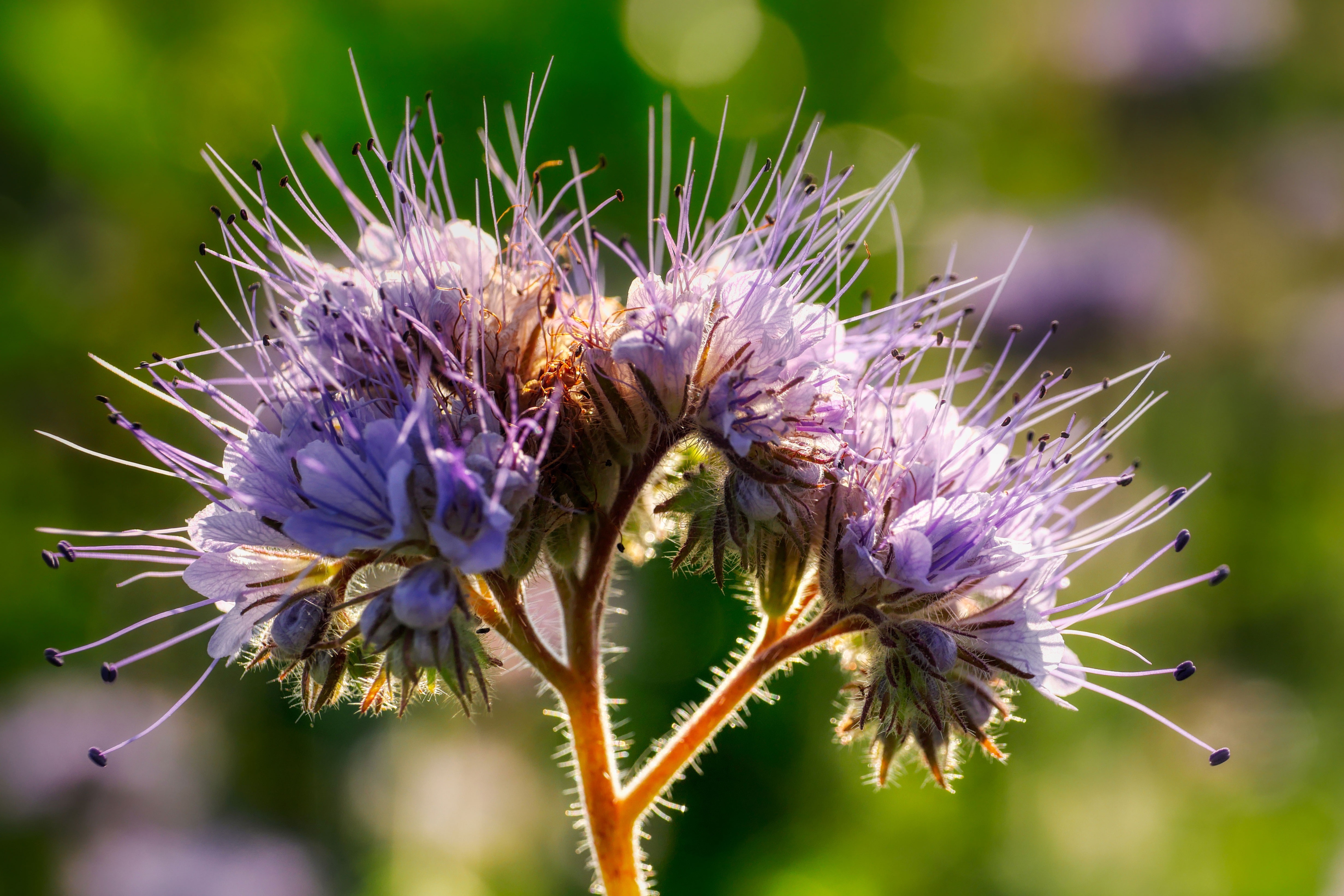 4K Closeup of a Violet Phacelia Flower HD Wallpaper