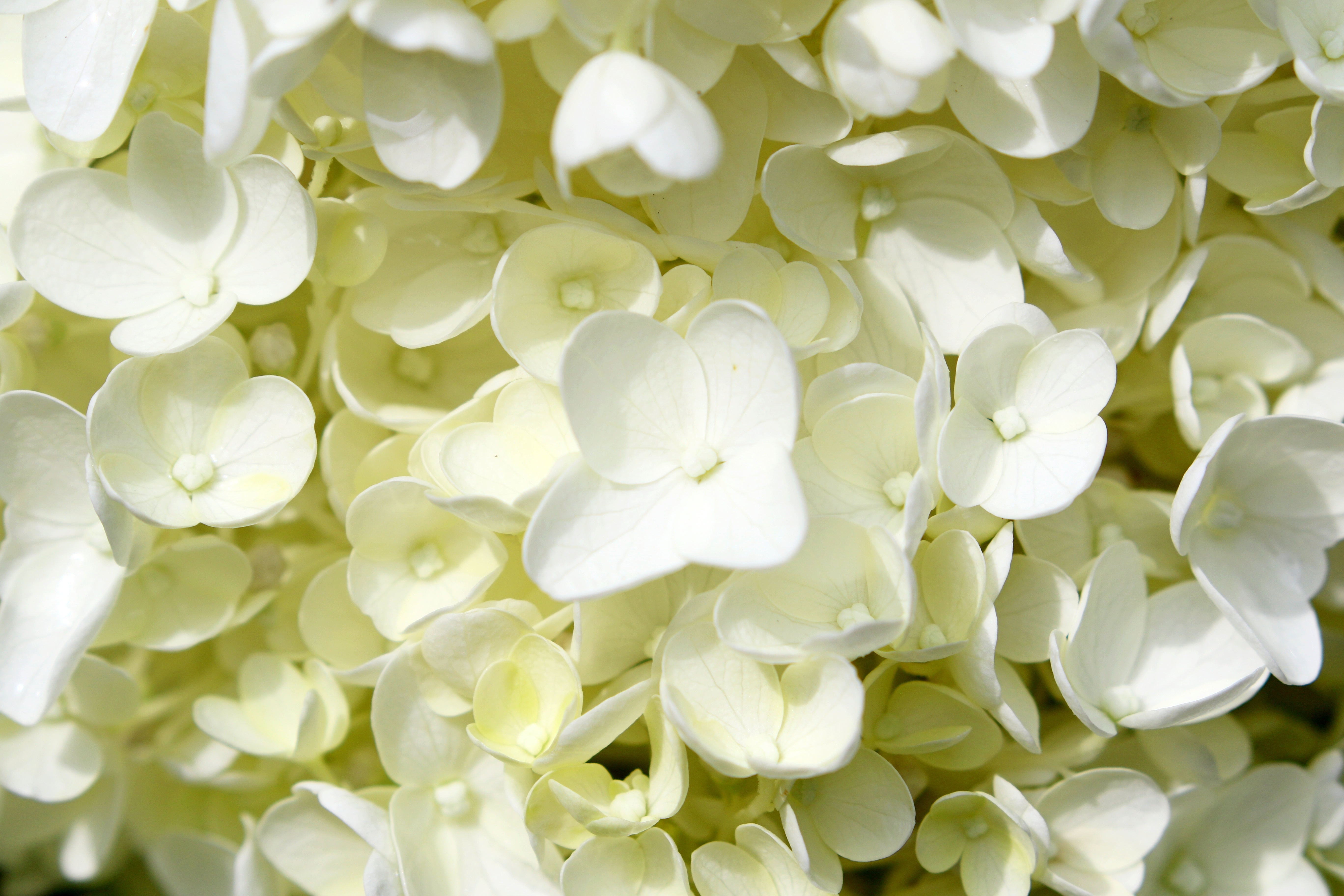 White Hydrangea Flowers Closeup HD Wallpaper