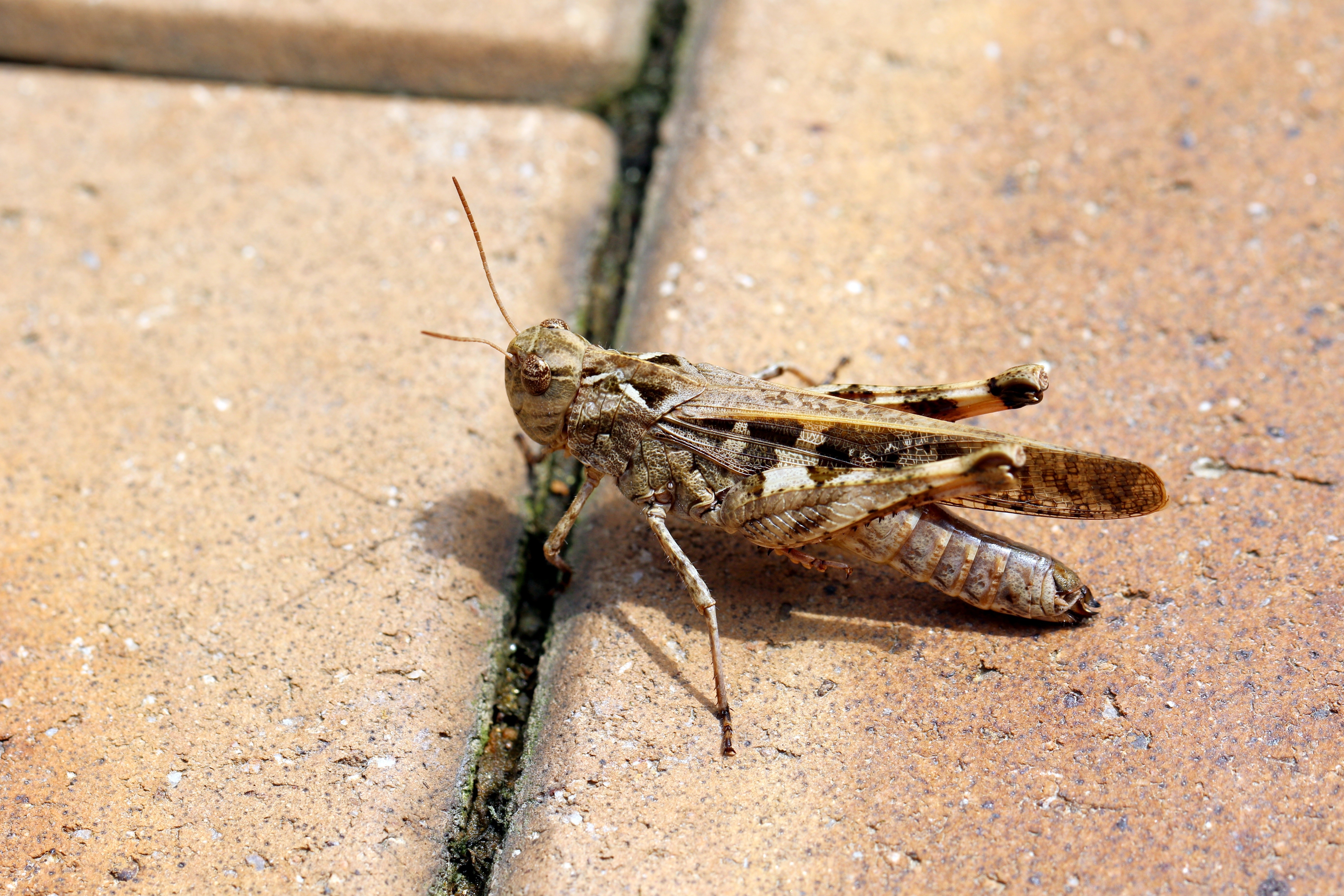 Closeup of a Grasshopper on Pavement HD Wallpaper