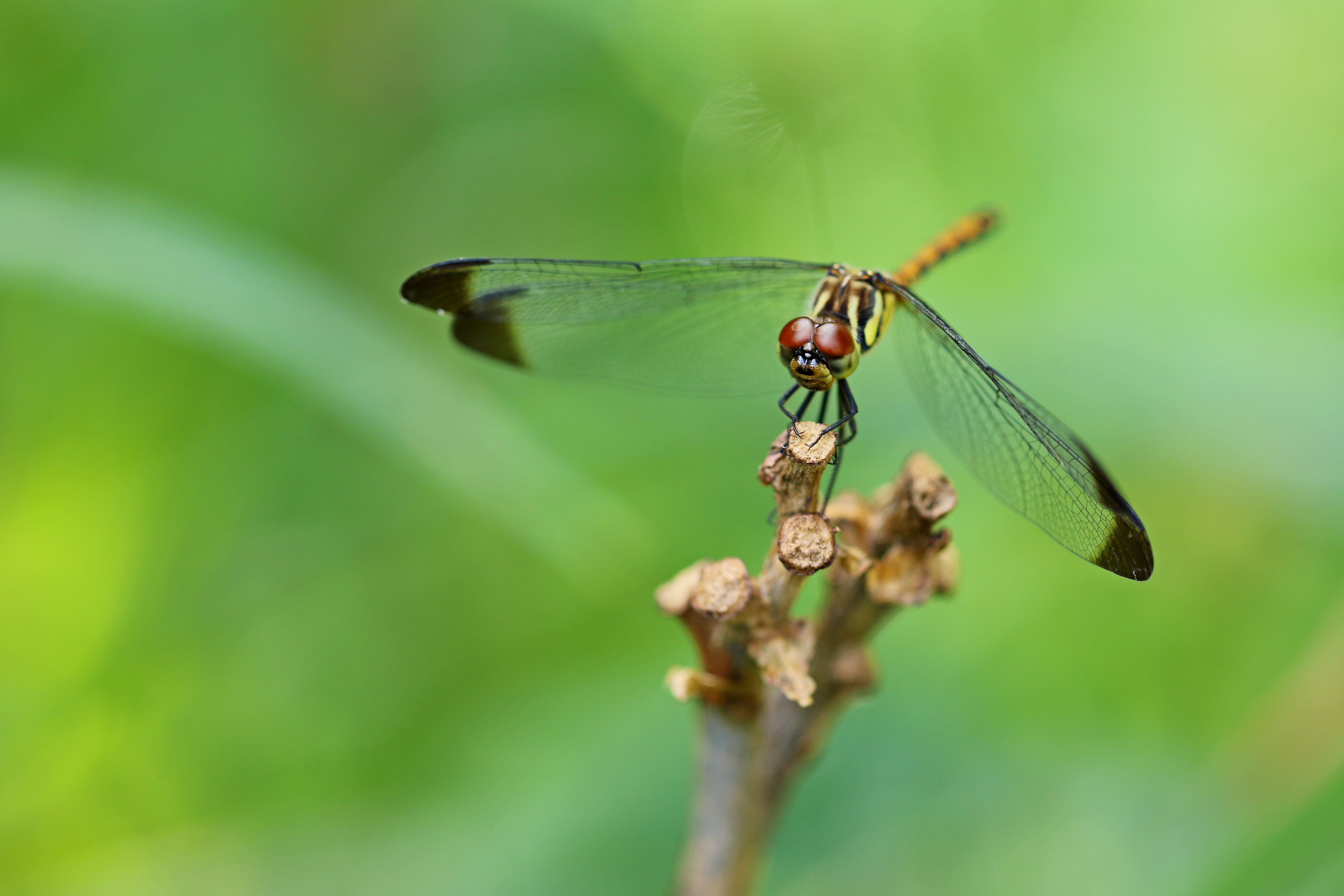 Dragonfly on a twig with bokeh background HD Wallpaper