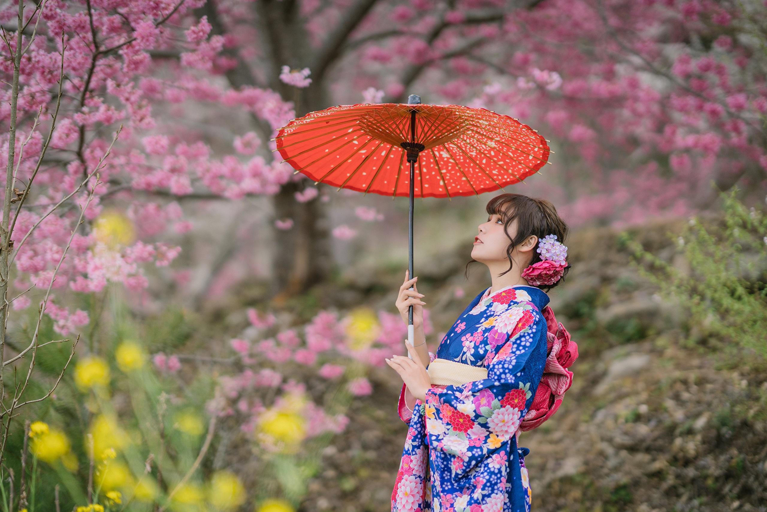 Woman in Kimono holding an umbrella under cherry blossoms HD Wallpaper