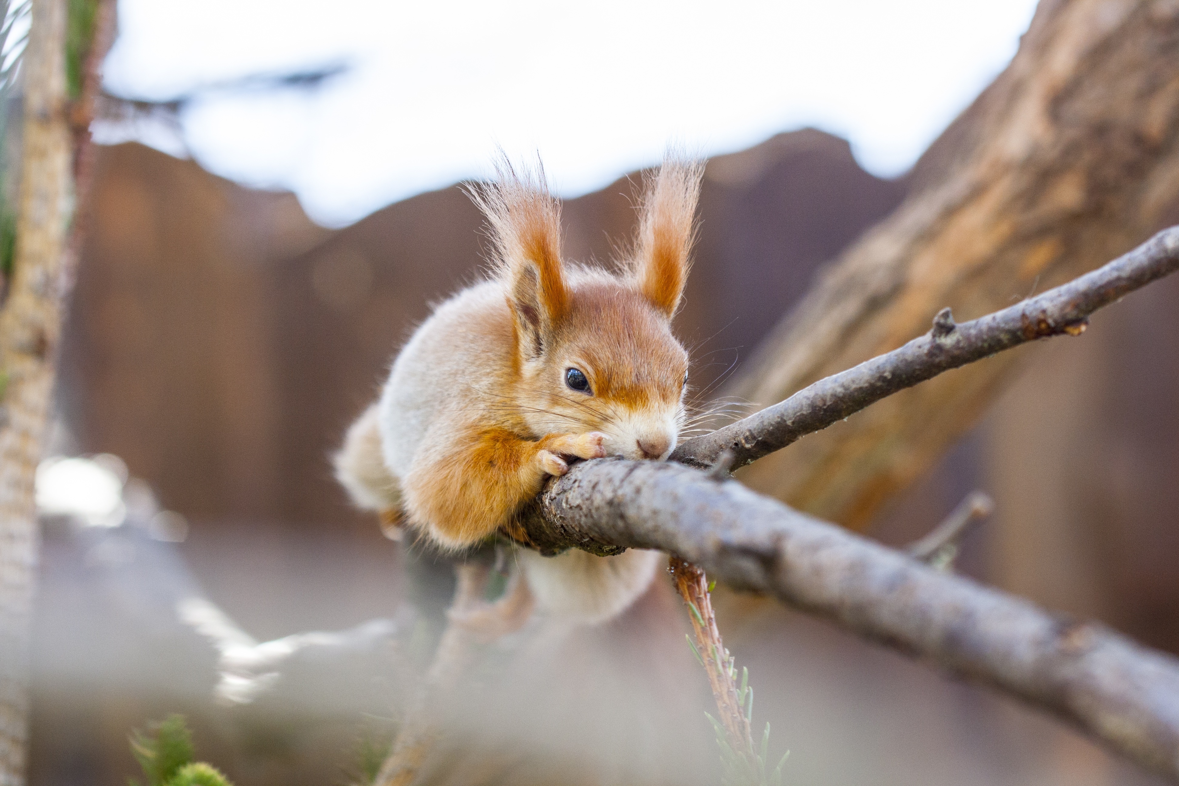 Squirrel on a branch HD Wallpaper