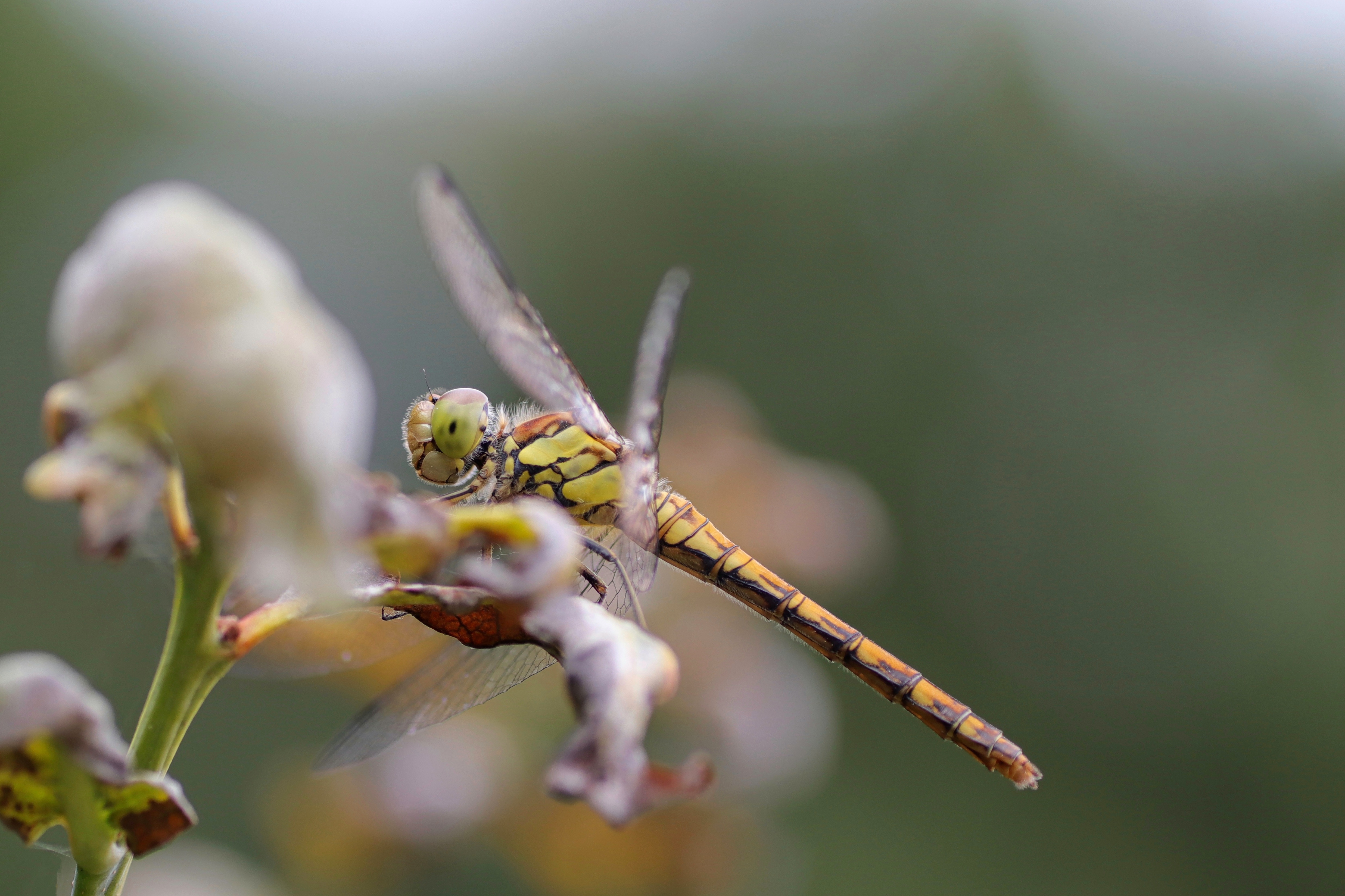 Dragonfly on a plant with bokeh HD Wallpaper
