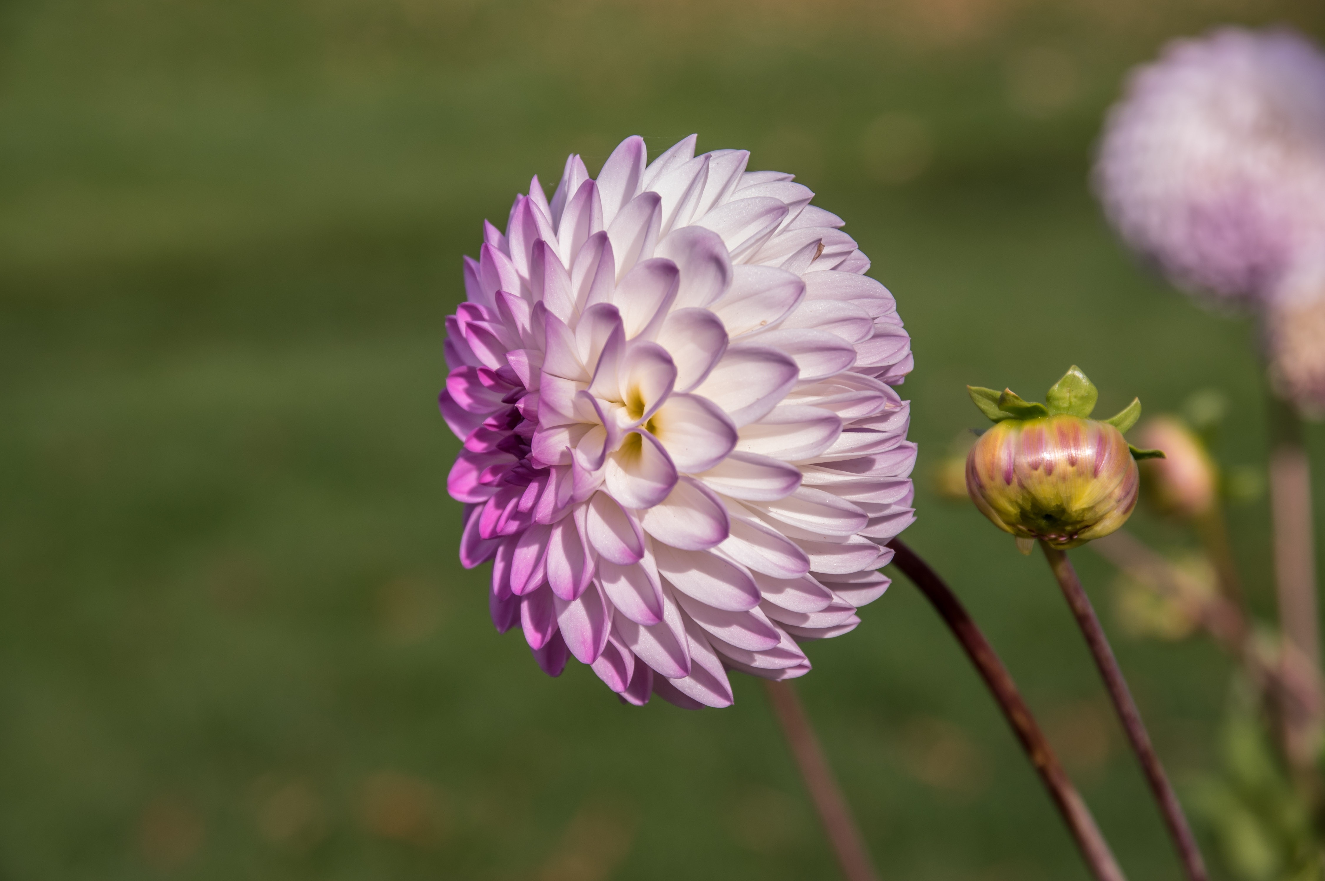 Dahlia flower and bud with bokeh HD Wallpaper