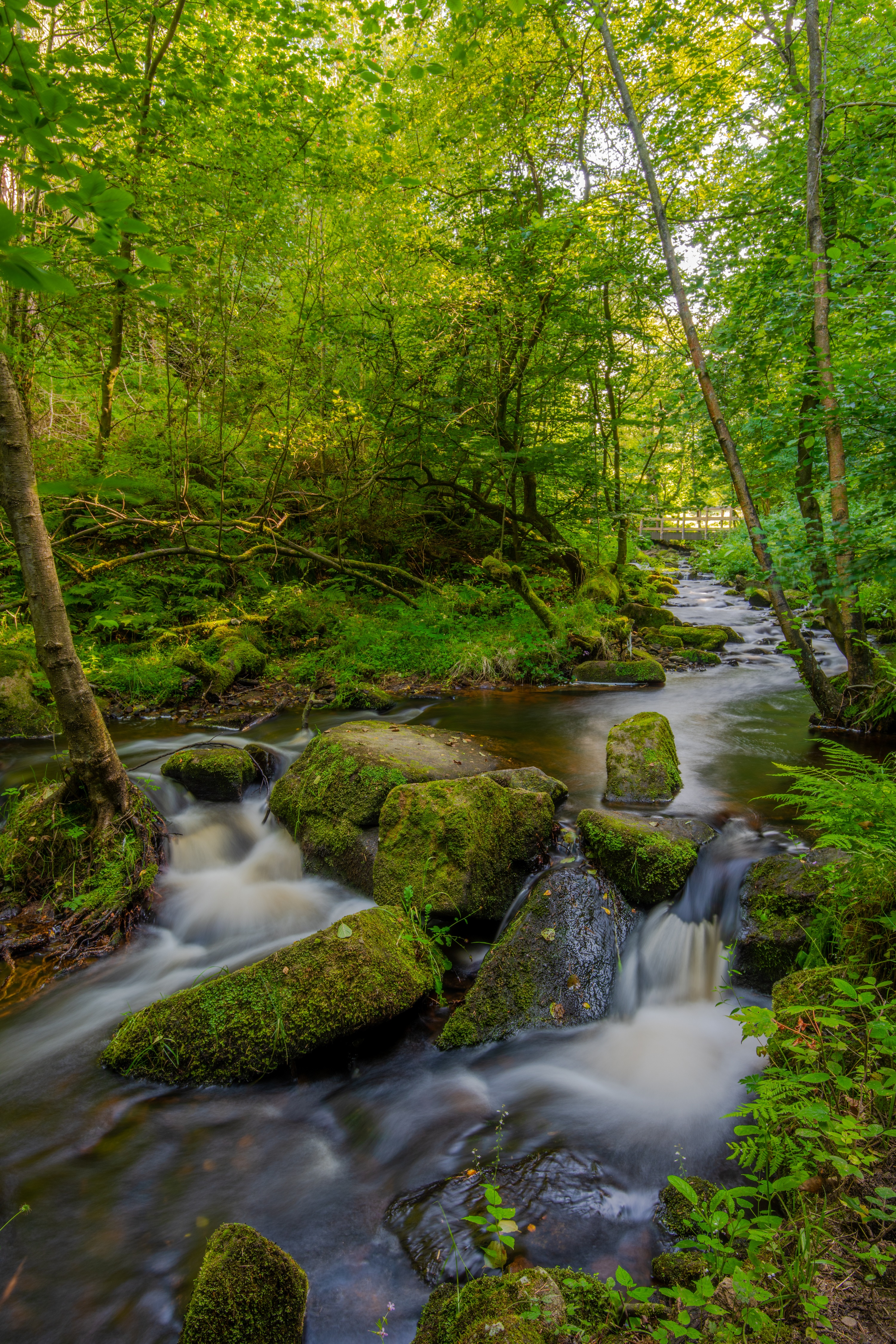 Mossy rocks in a forest stream in England HD Phone Wallpaper