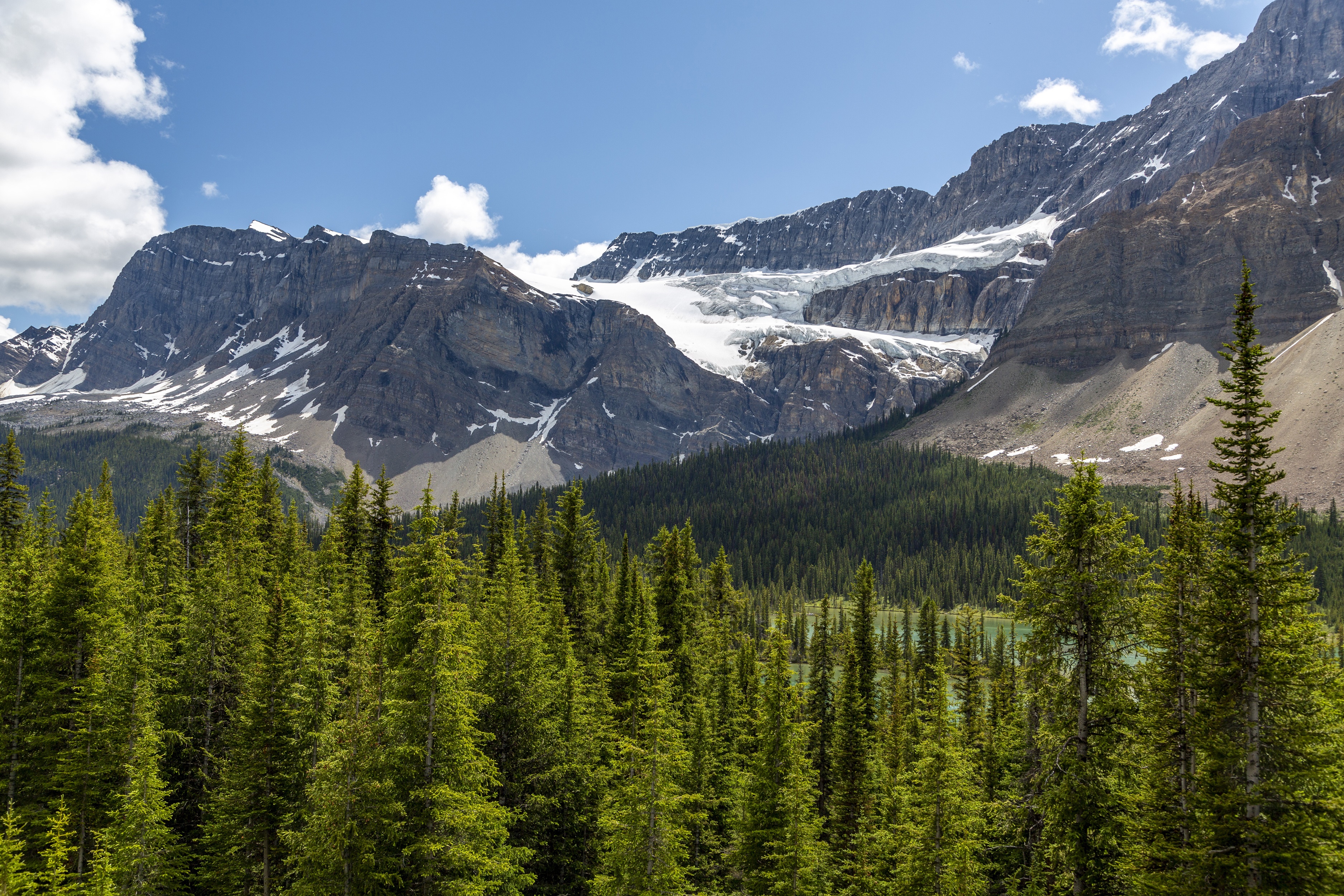 Snow-capped mountains behind a dense pine forest HD Wallpaper