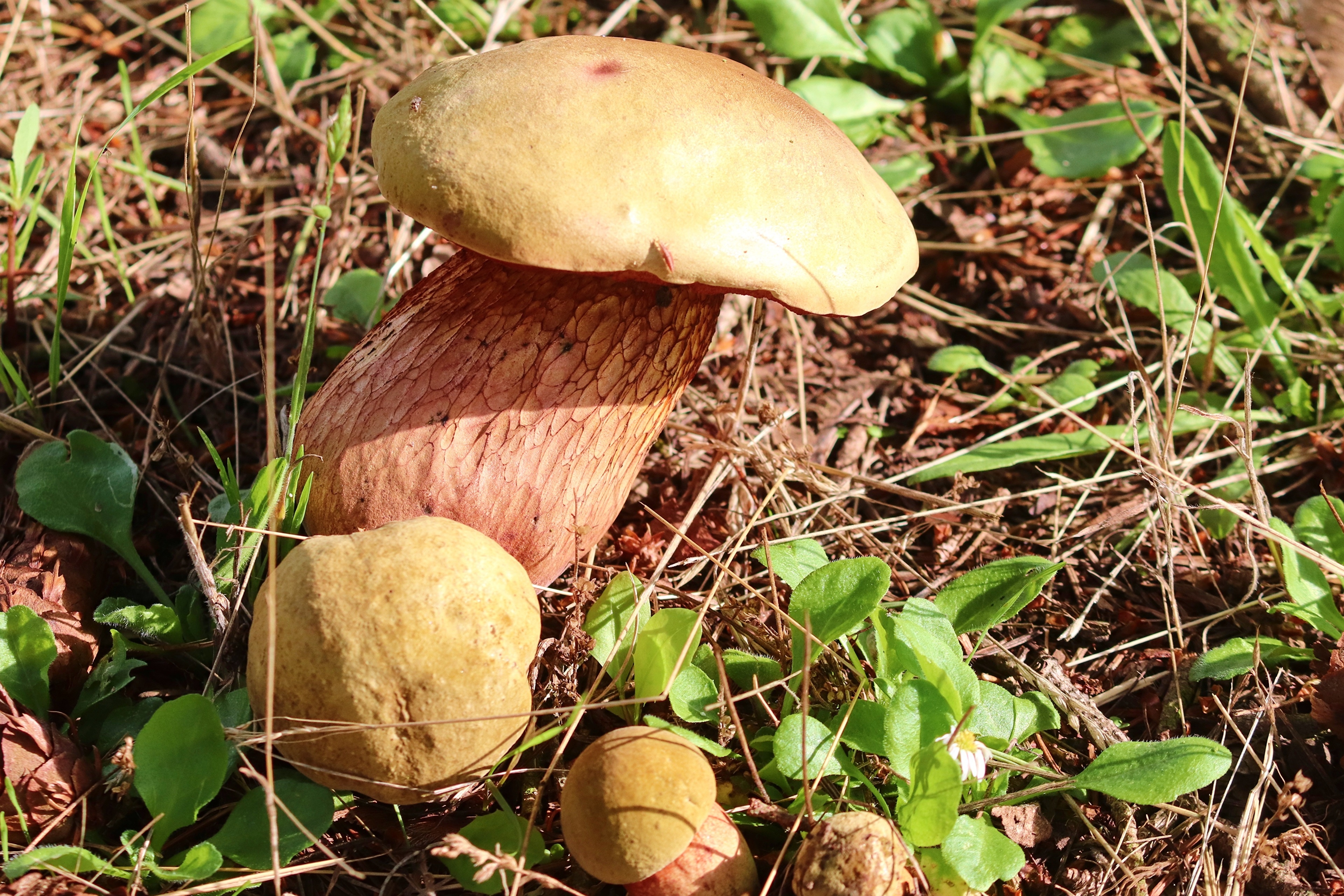 Mushrooms in nature, closeup HD Wallpaper