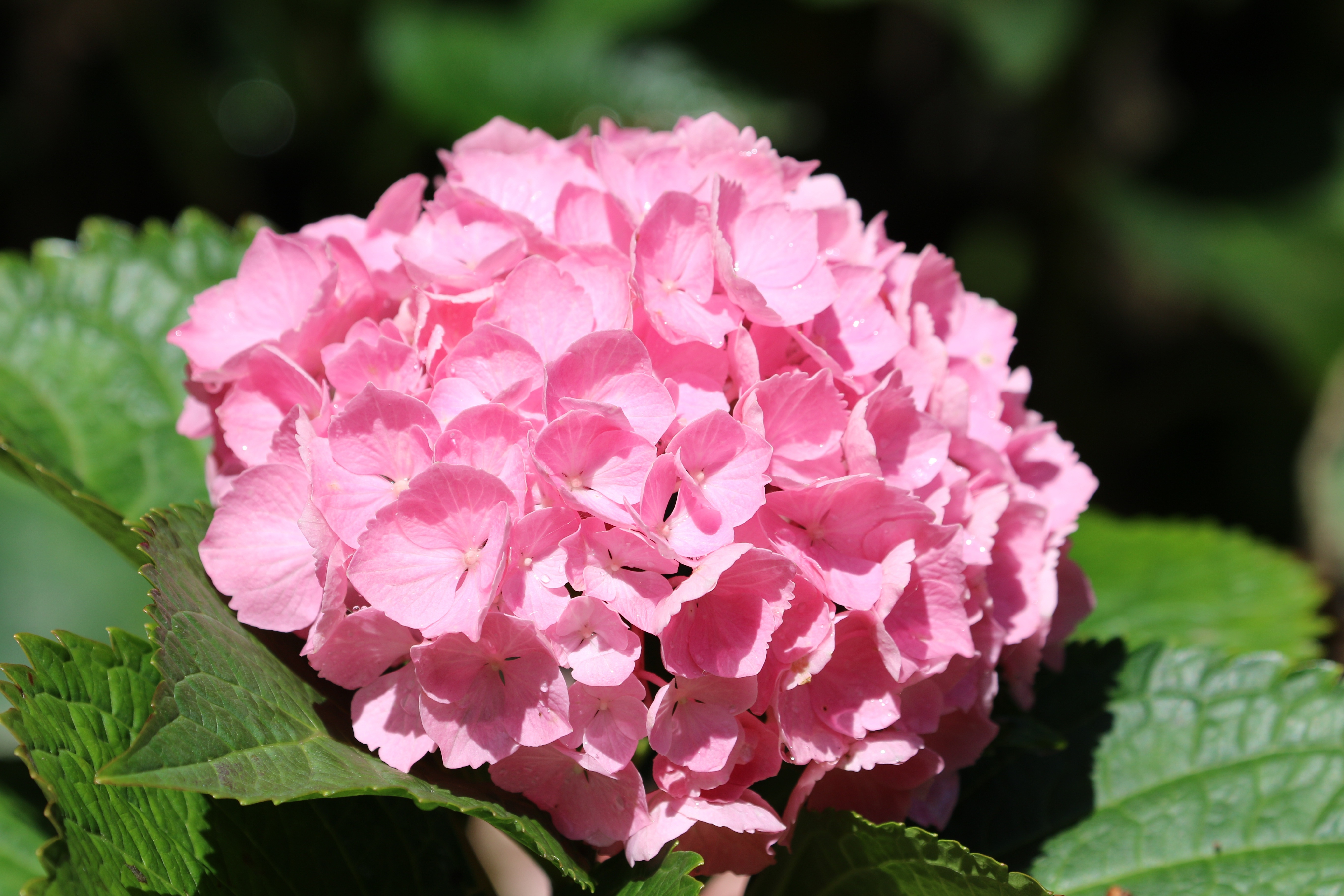 Pink Hydrangea Flower Closeup HD Wallpaper