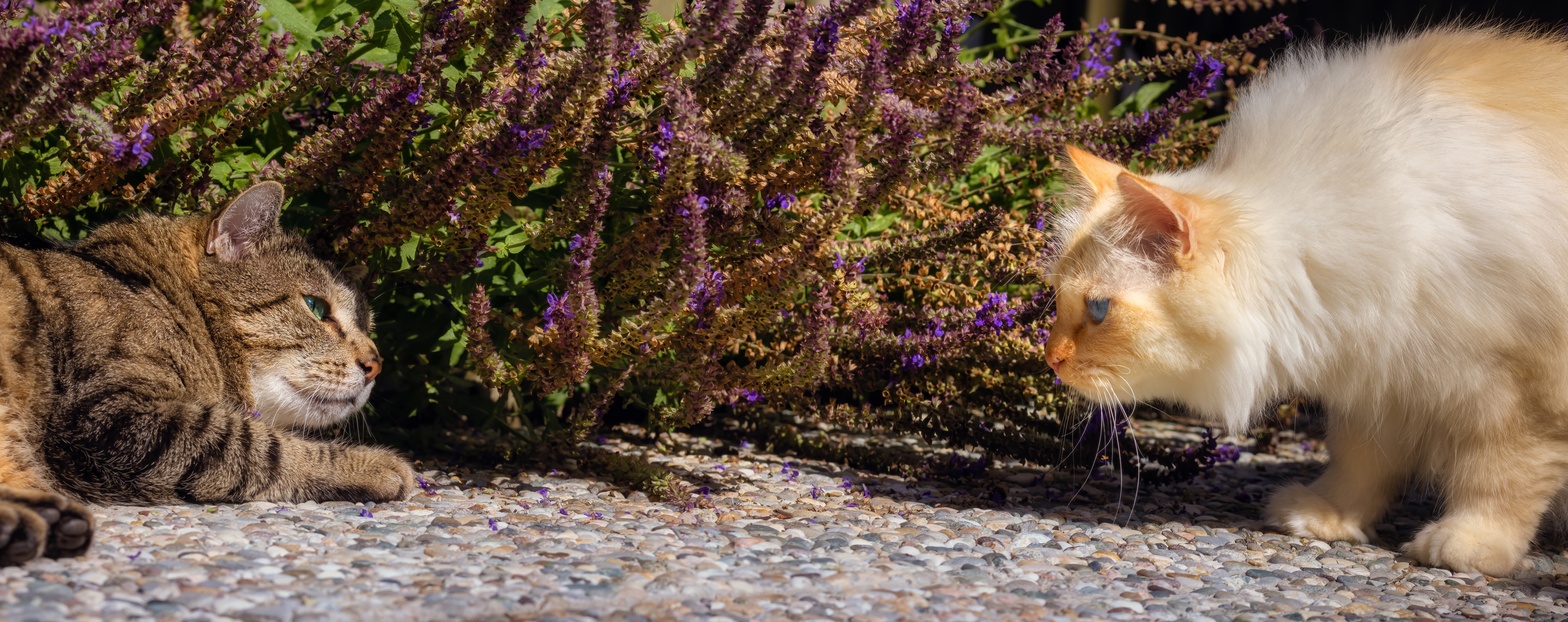 Two cats looking at each other near purple flowers HD Wallpaper