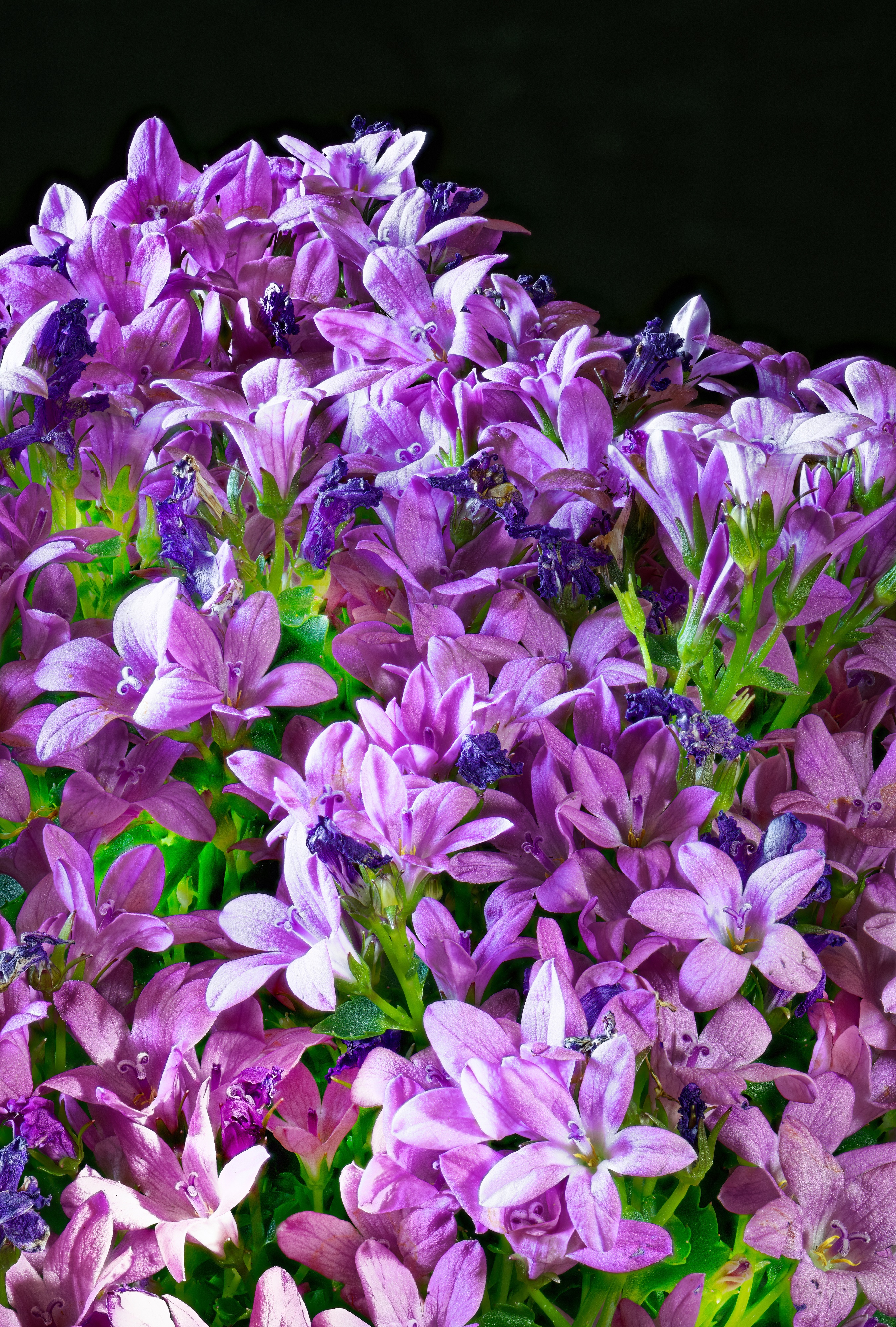 Close-up of purple Campanula flowers HD Phone Wallpaper