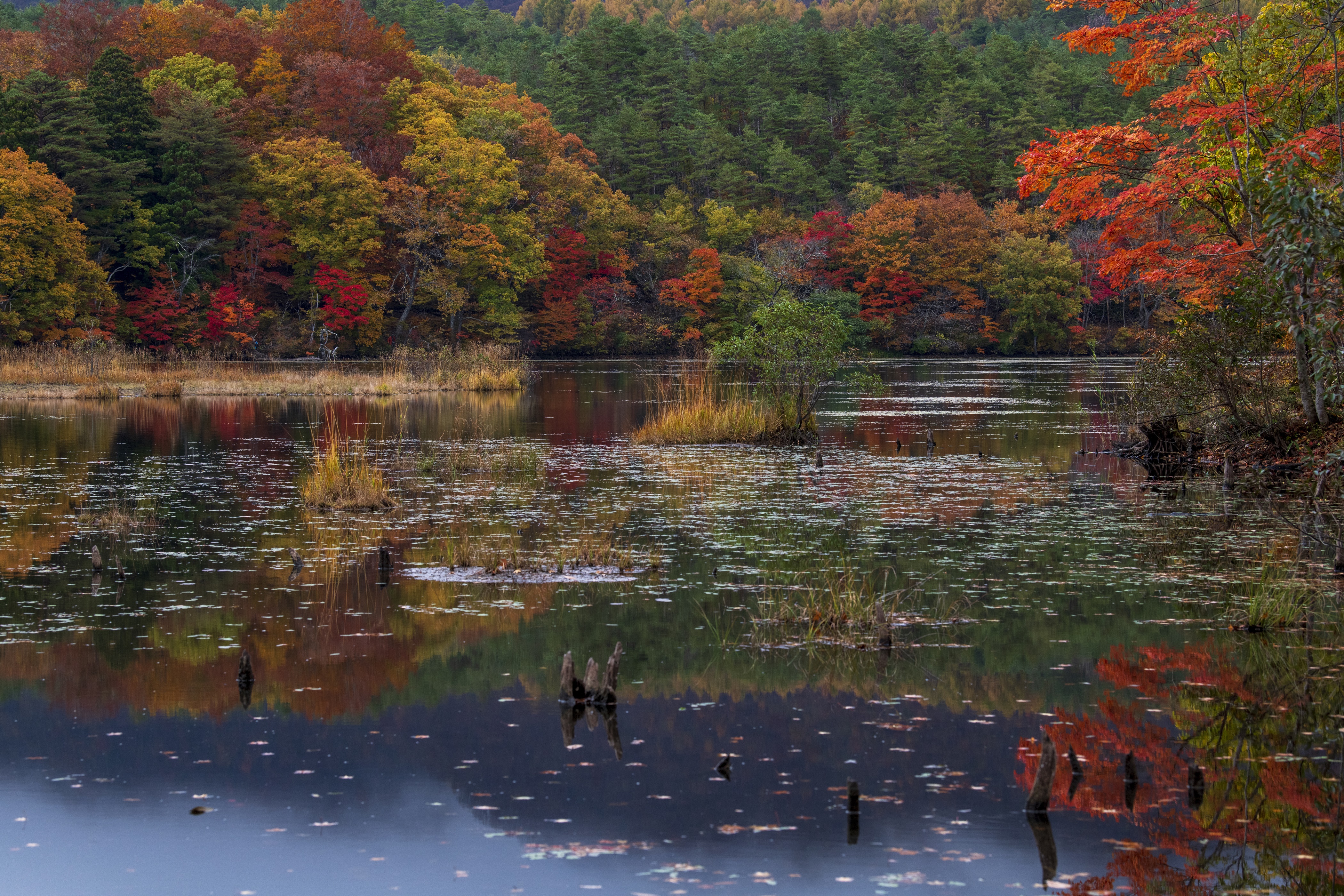 Autumn foliage reflected in a lake in Fukushima, Japan HD Wallpaper