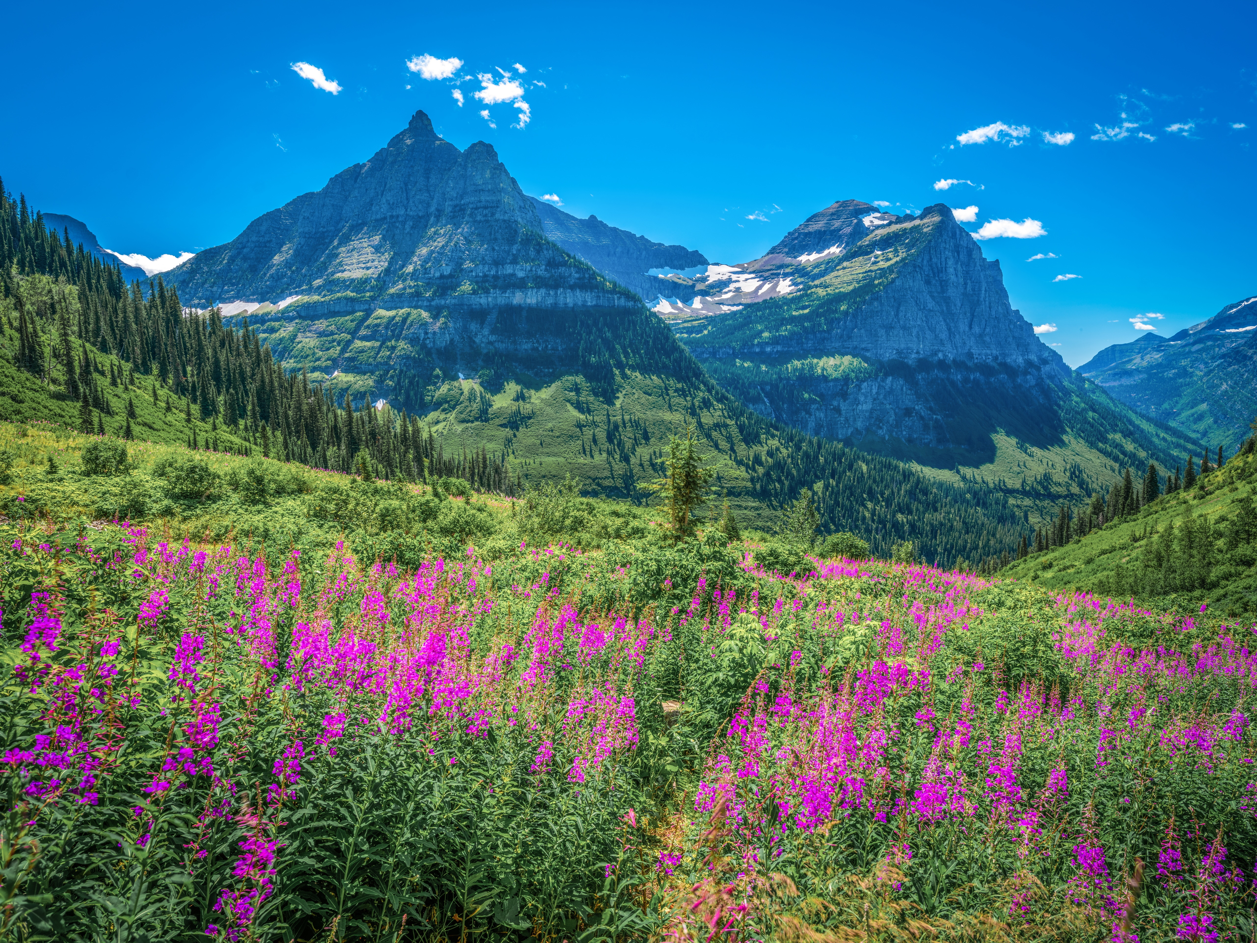 Glacier National Park Mountains with Wildflowers HD Wallpaper