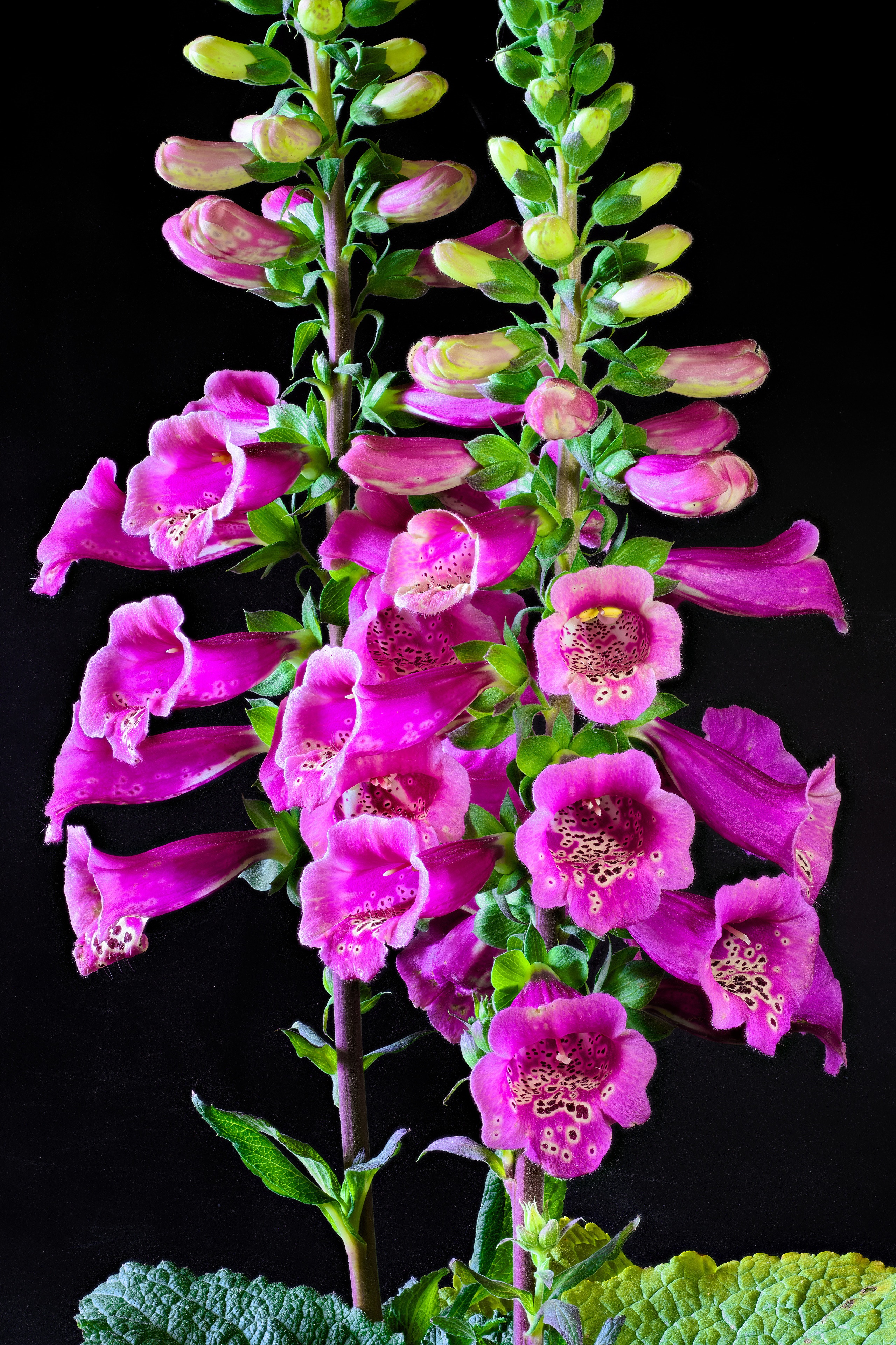 Pink Foxglove Flowers on Black Background HD Phone Wallpaper