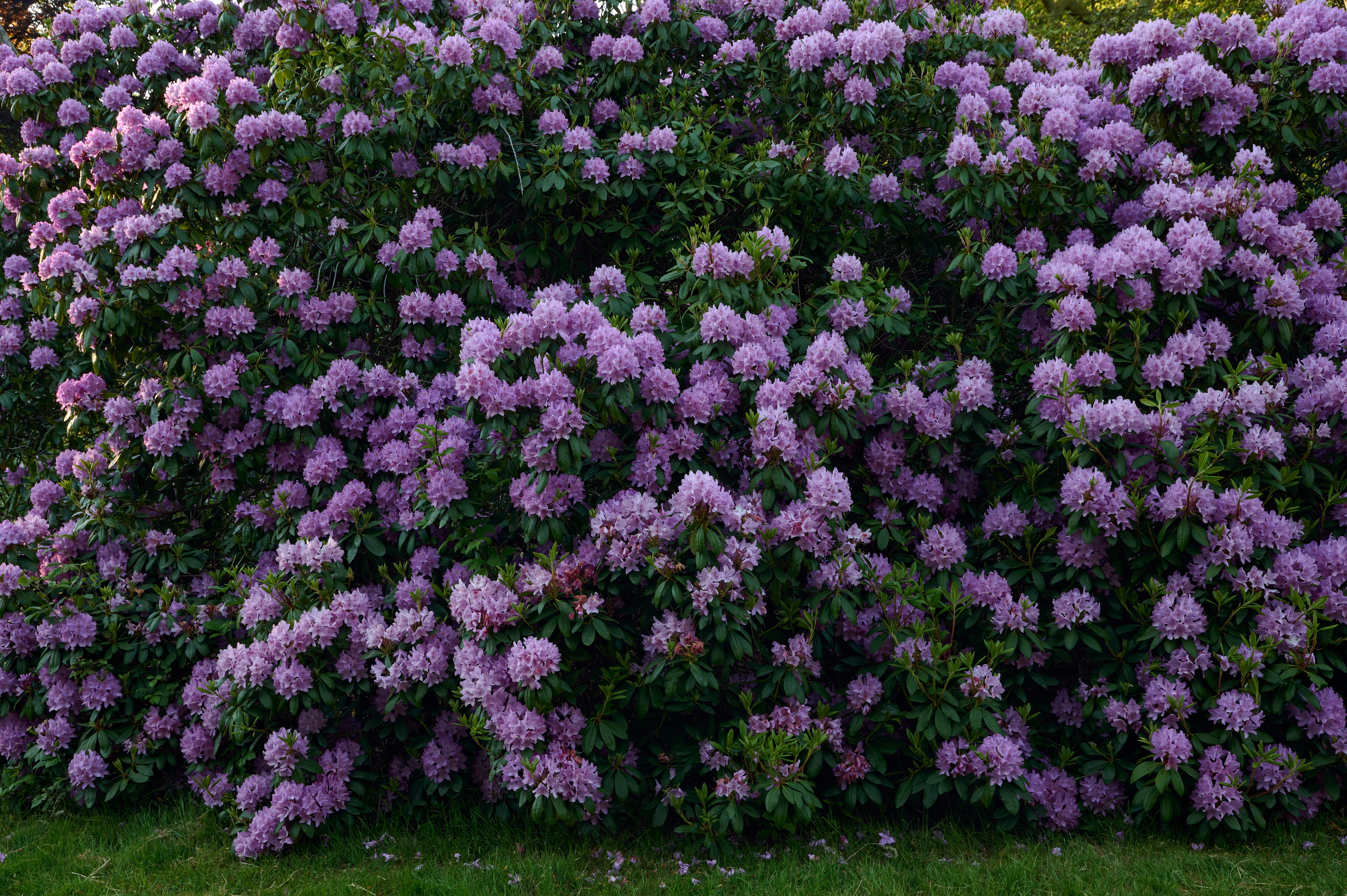 4K Rhododendron Shrubs with Violet Flowers HD Wallpaper