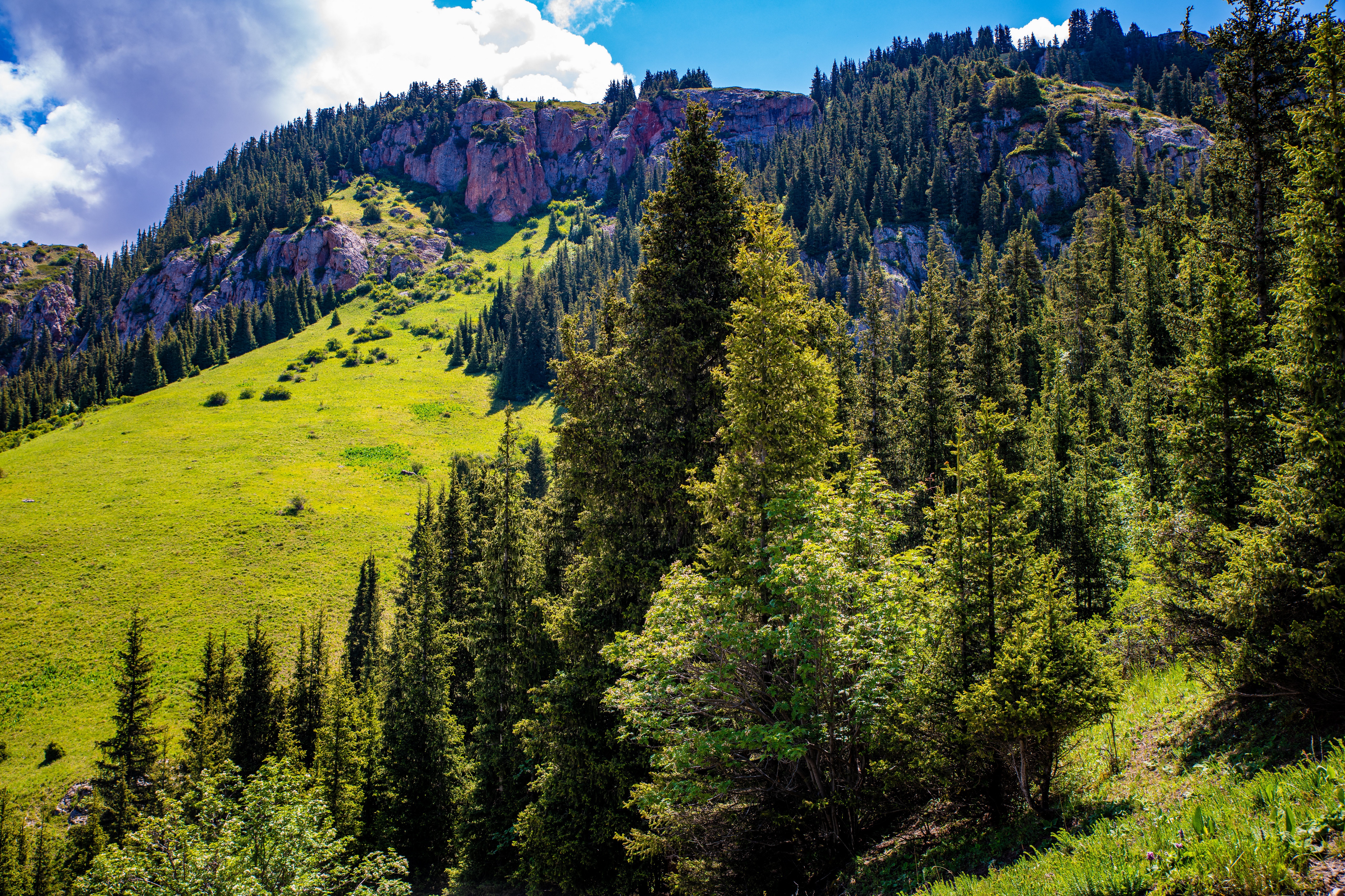 Mountains and forest in Naryn, Kyrgyzstan HD Wallpaper