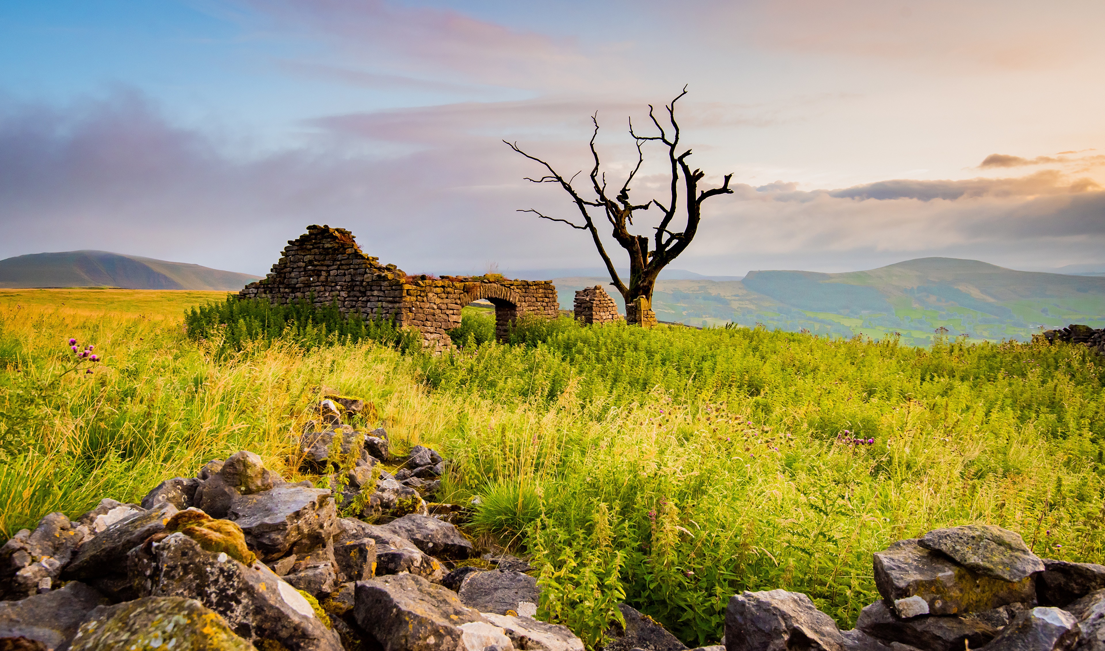 Ruins and dead tree in Peak District, England HD Wallpaper