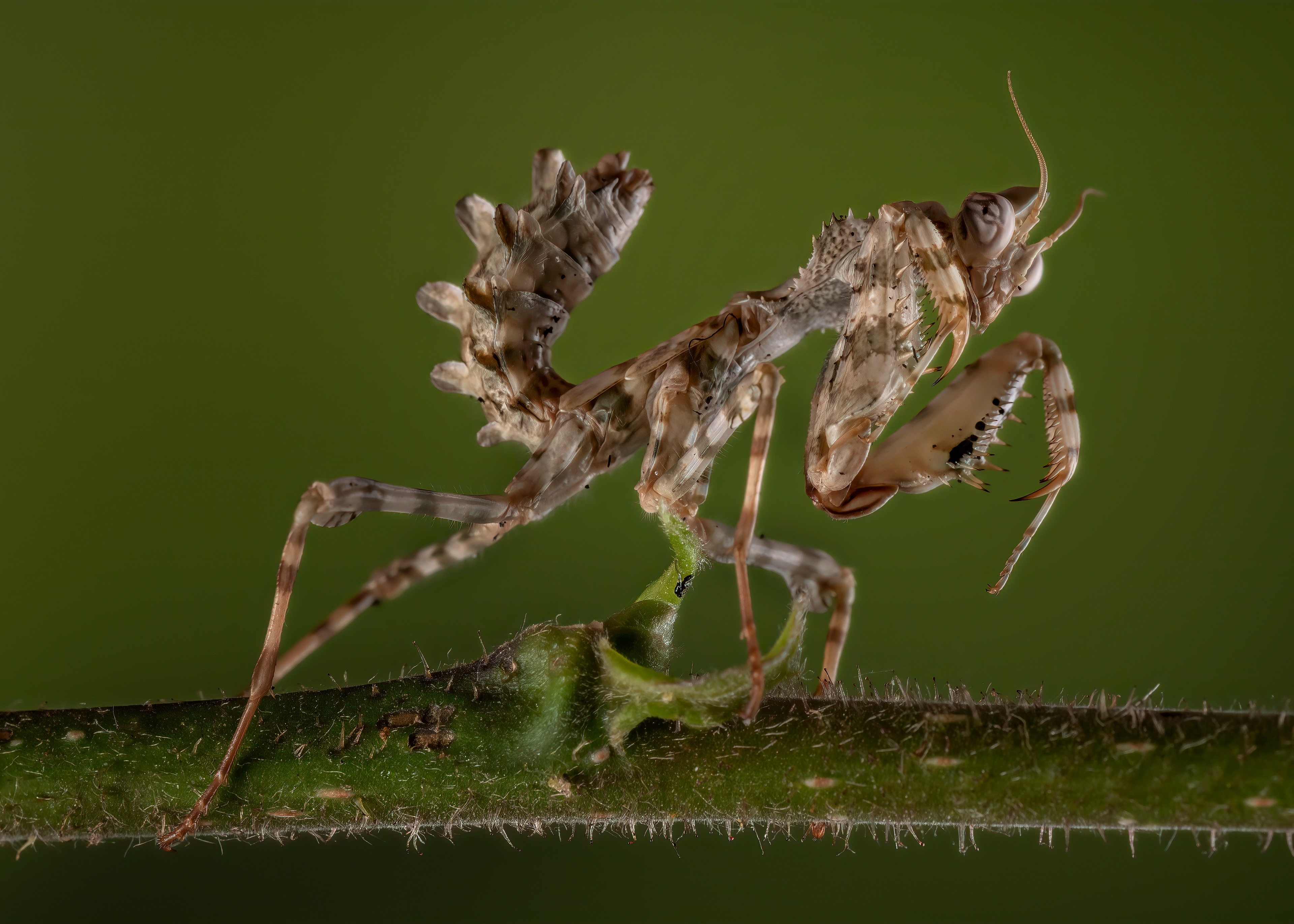 Thistle Mantis on a Branch HD Wallpaper