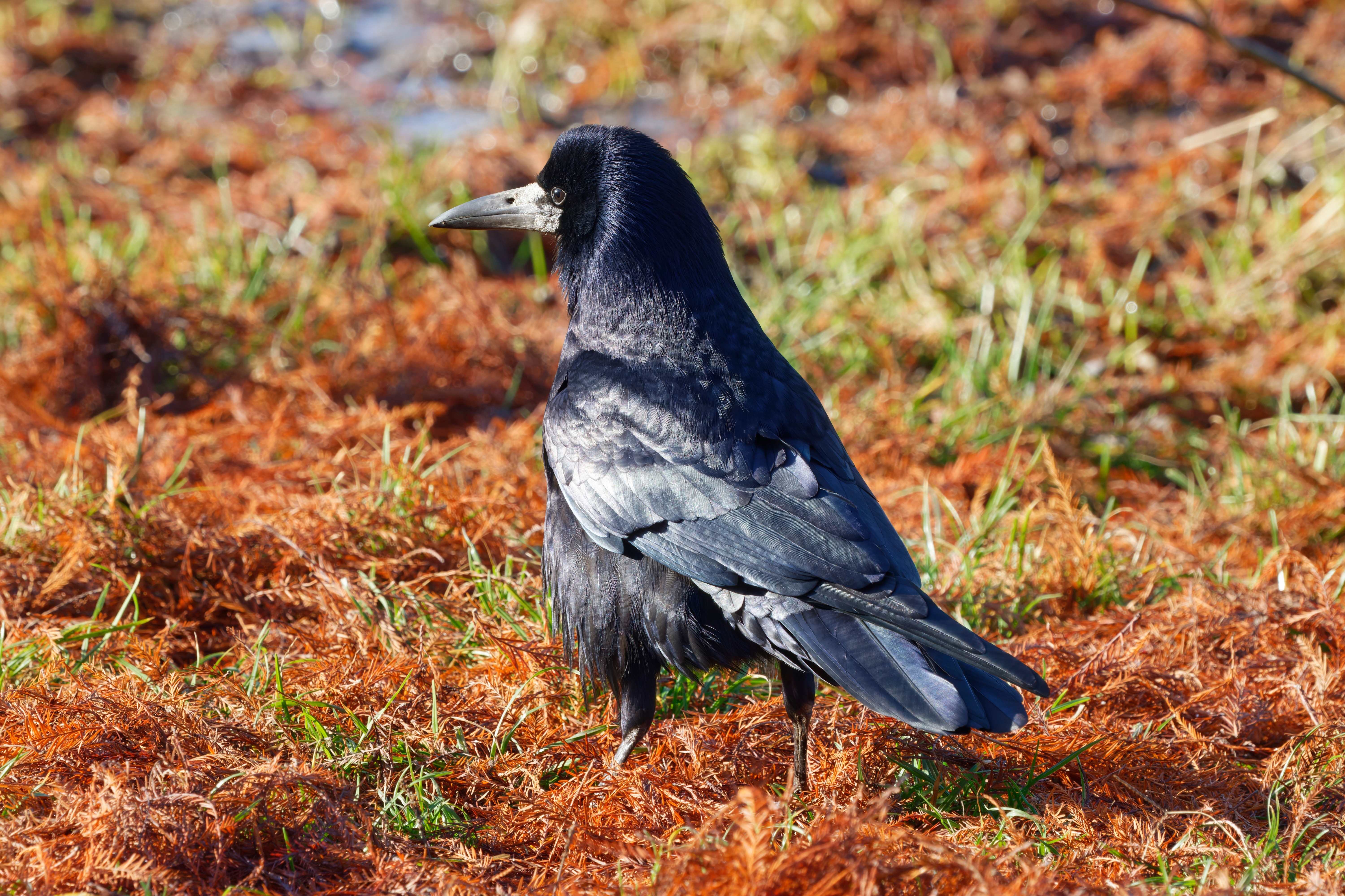 A black crow stands on the ground HD Wallpaper