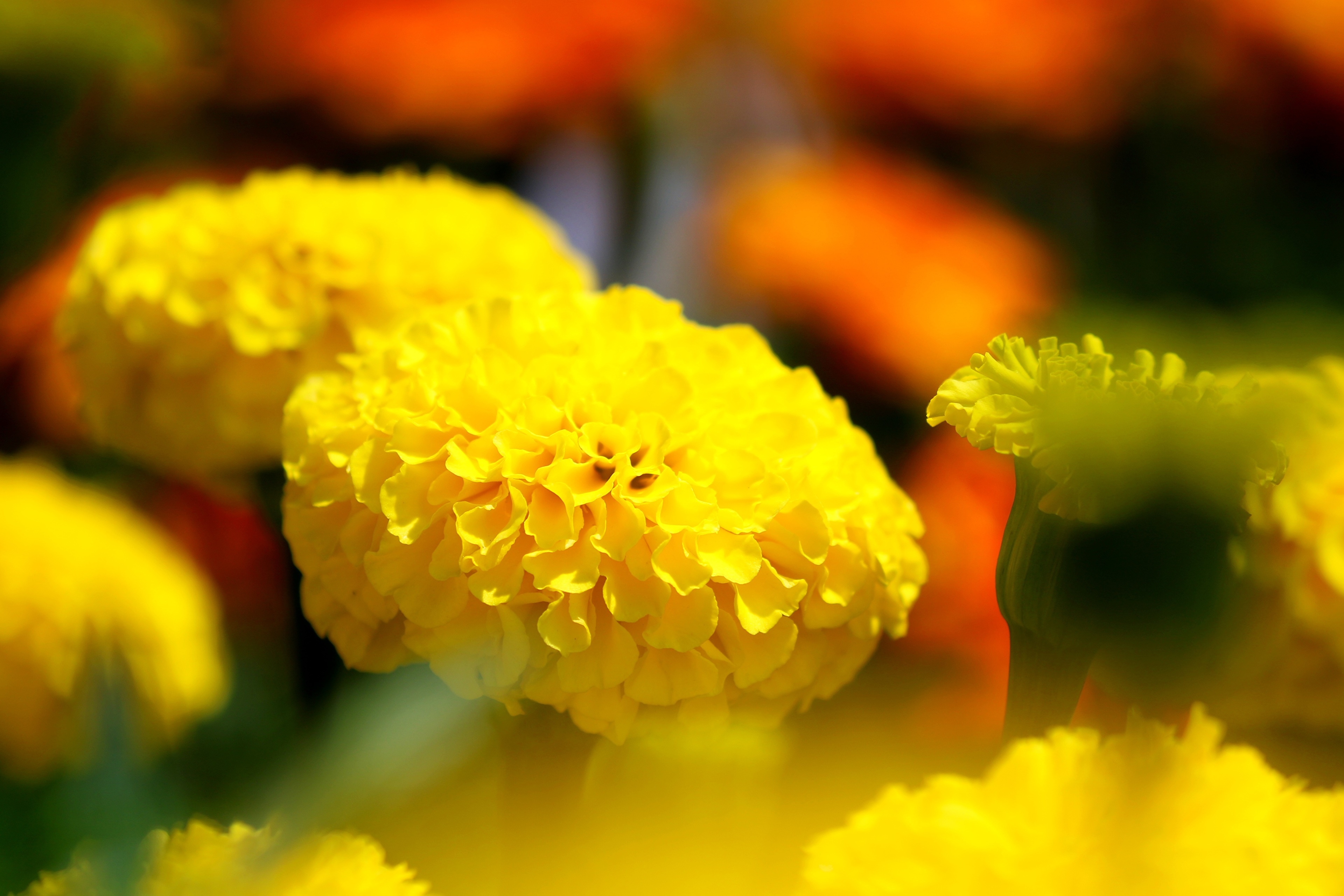 Yellow Marigolds in Bokeh HD Wallpaper