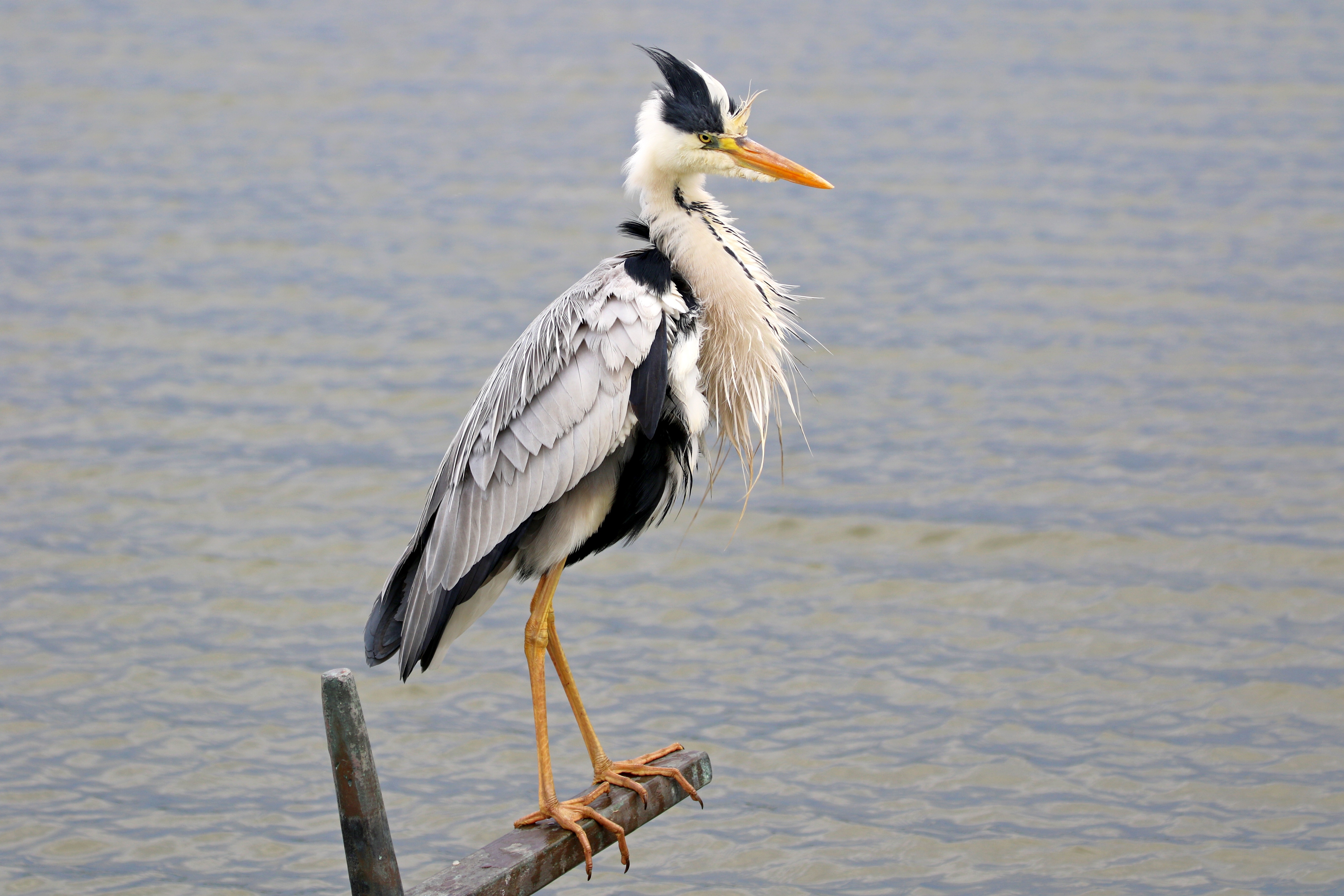 Grey Heron perched on a wooden beam HD Wallpaper