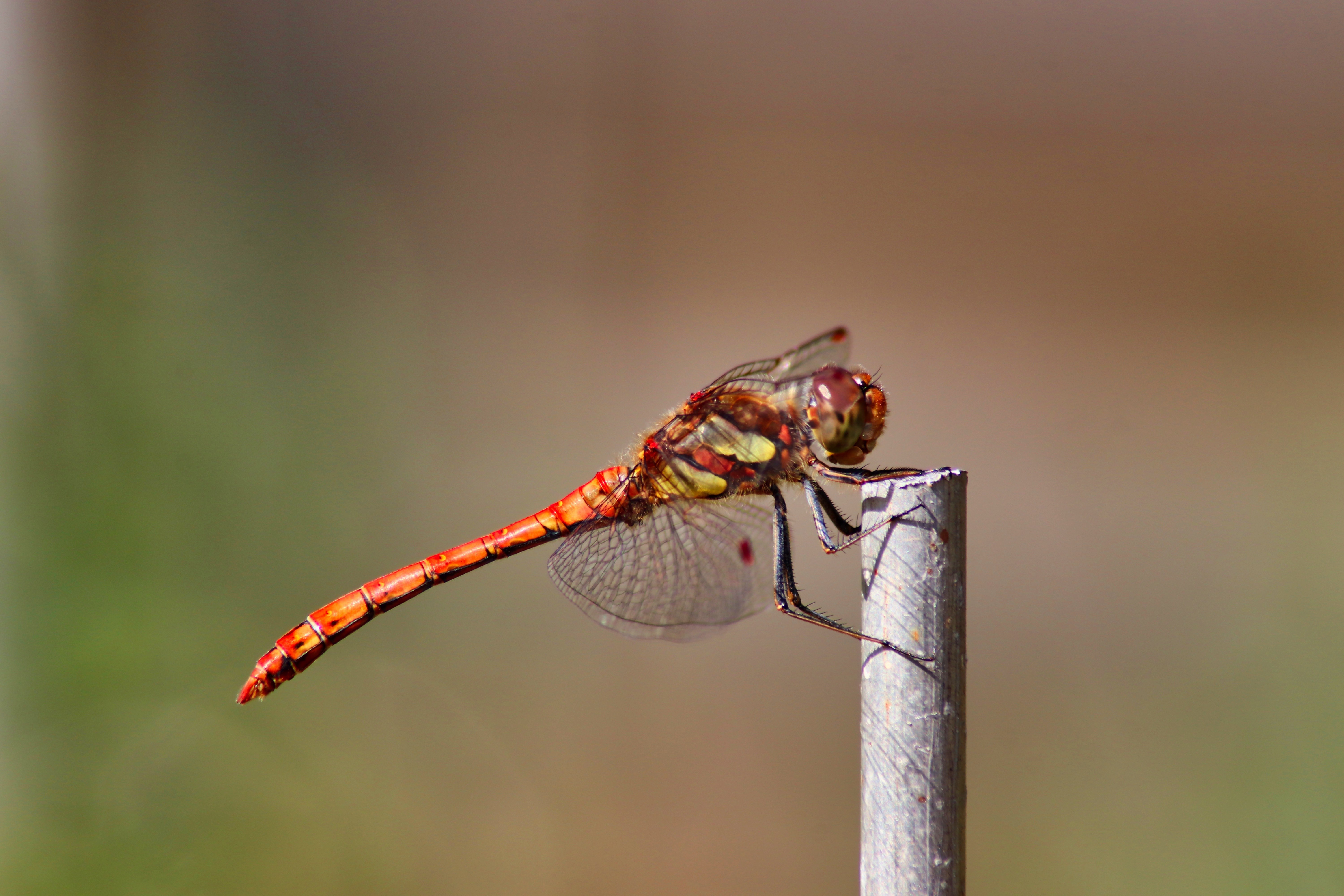 Dragonfly on a metal pole HD Wallpaper