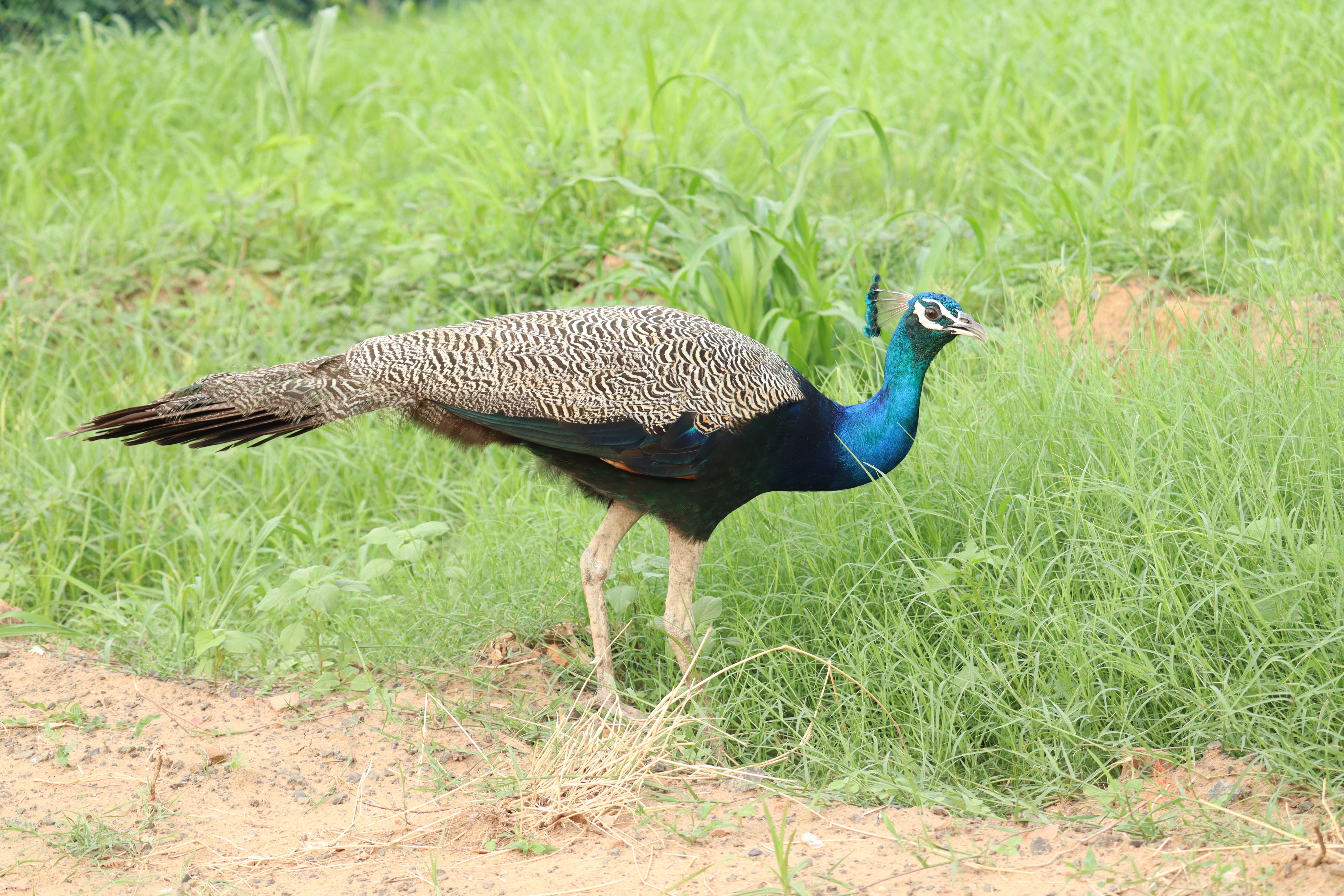 Peacock walking in grass HD Wallpaper