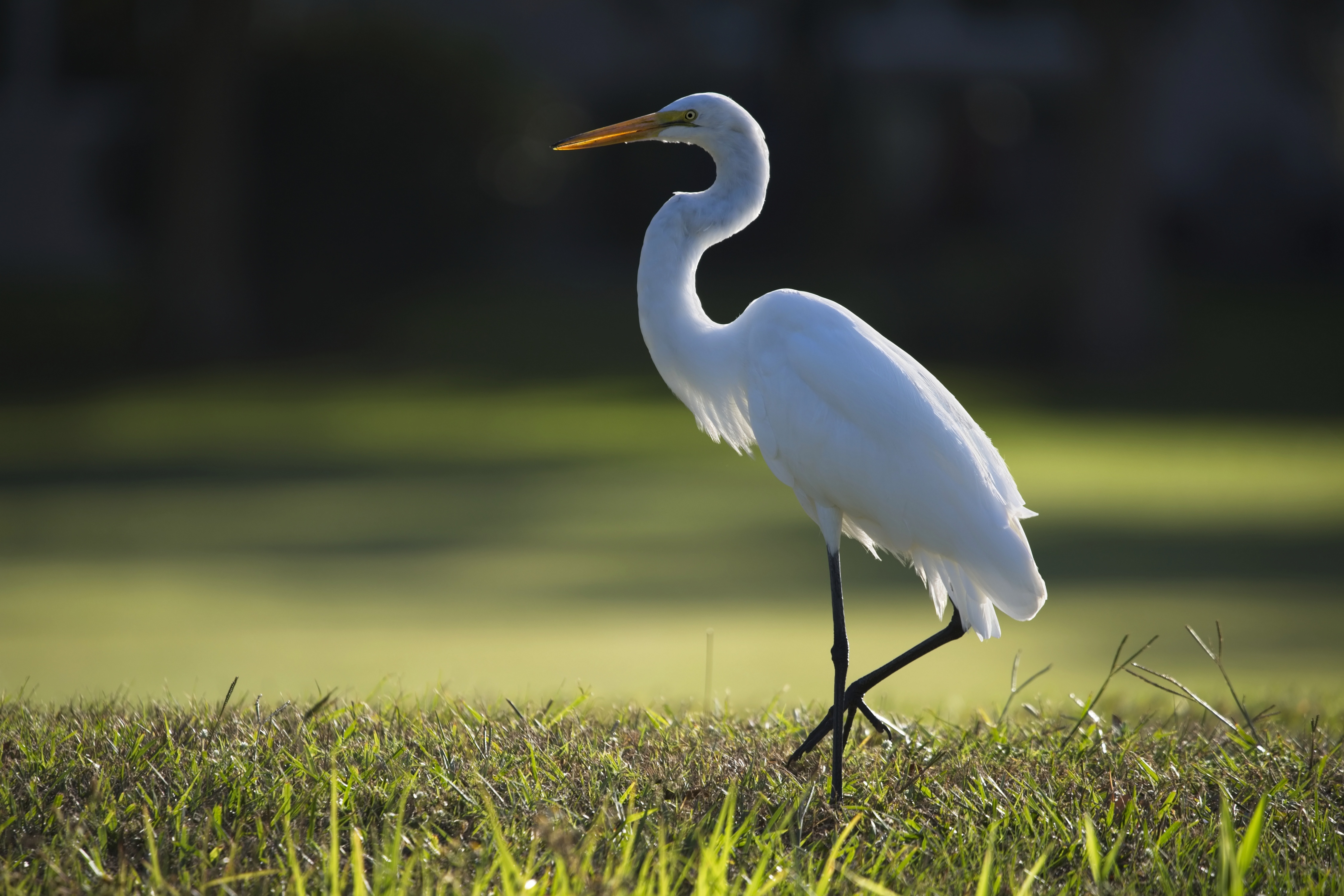 Great Egret standing on grass HD Wallpaper
