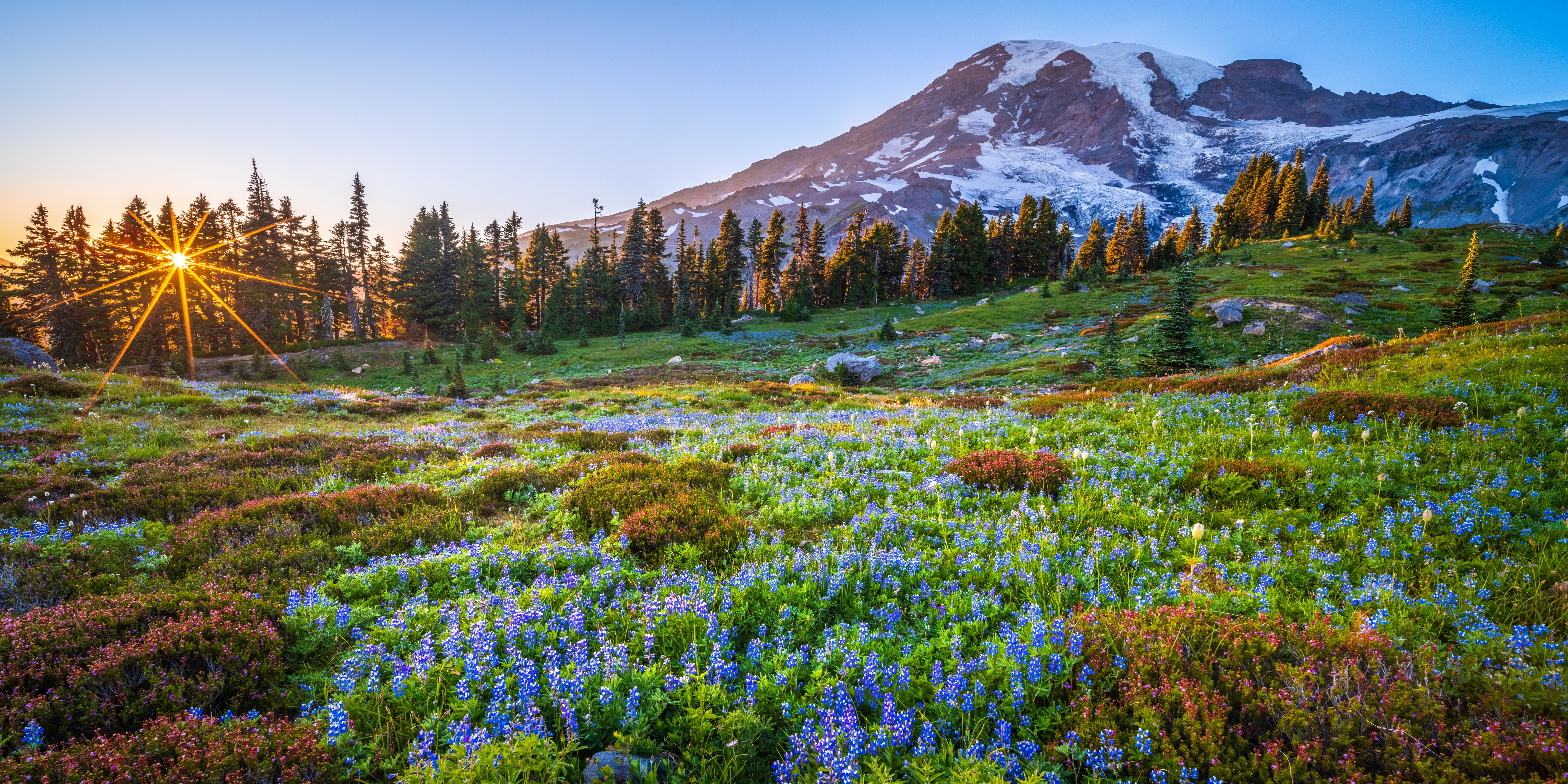 Mount Rainier National Park Wildflowers at Sunrise HD Wallpaper
