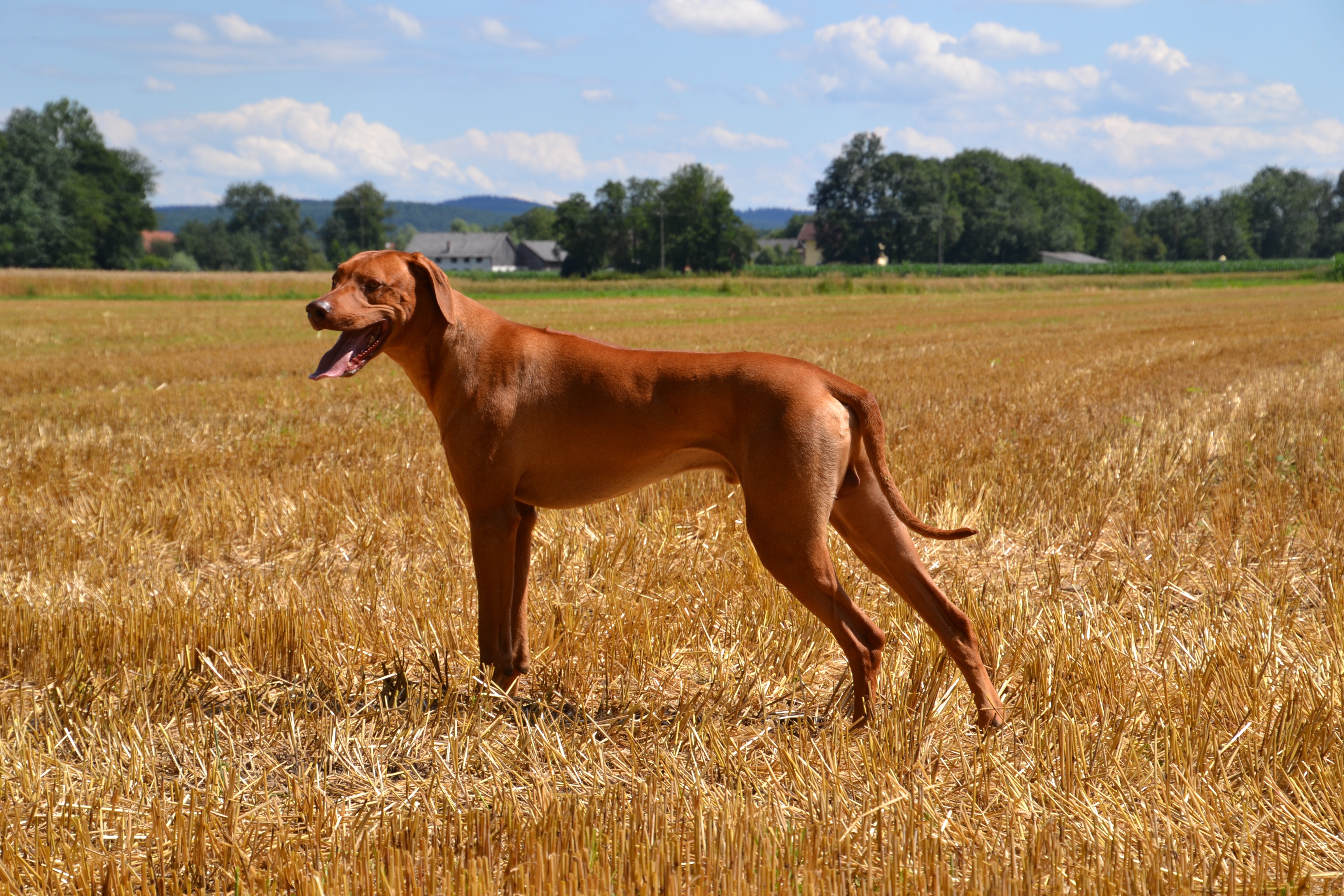 Rhodesian Ridgeback dog in a field HD Wallpaper