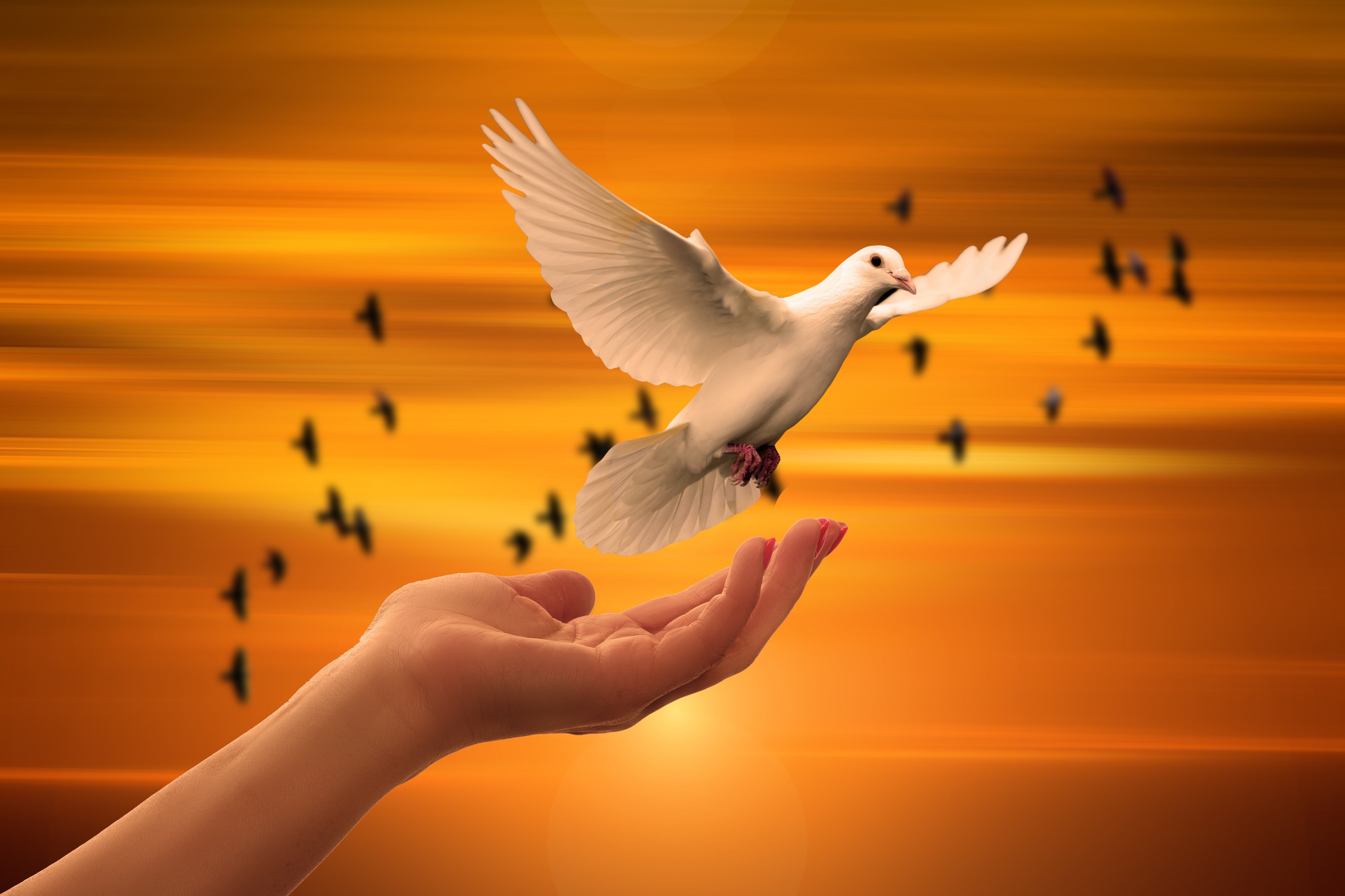 White dove released from hand at sunset with flock of birds HD Wallpaper